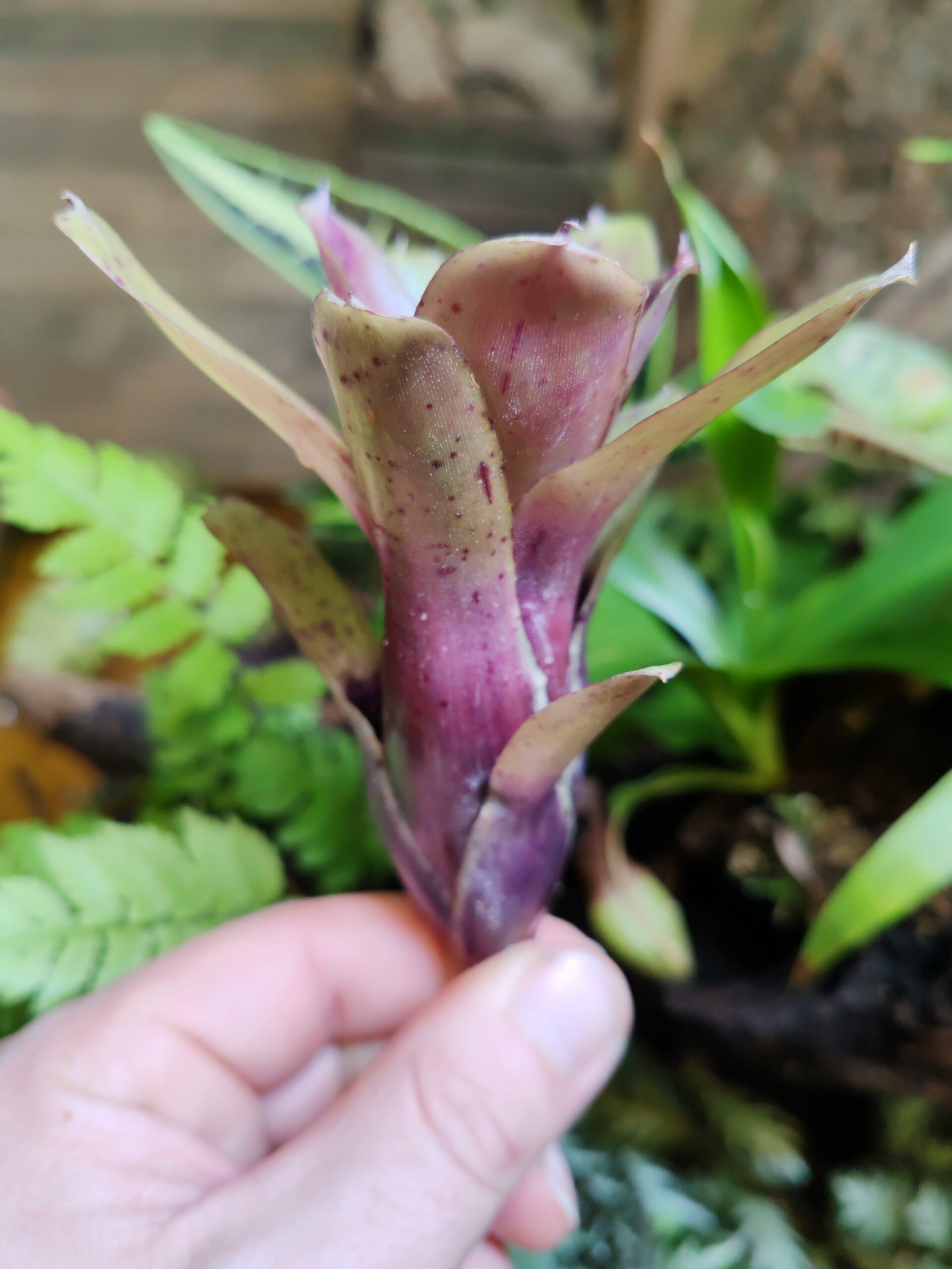Neoregelia Nikita – Image 2