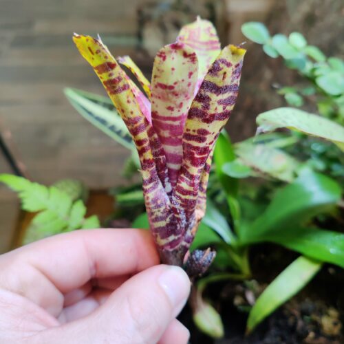 Neoregelia Mini Poki