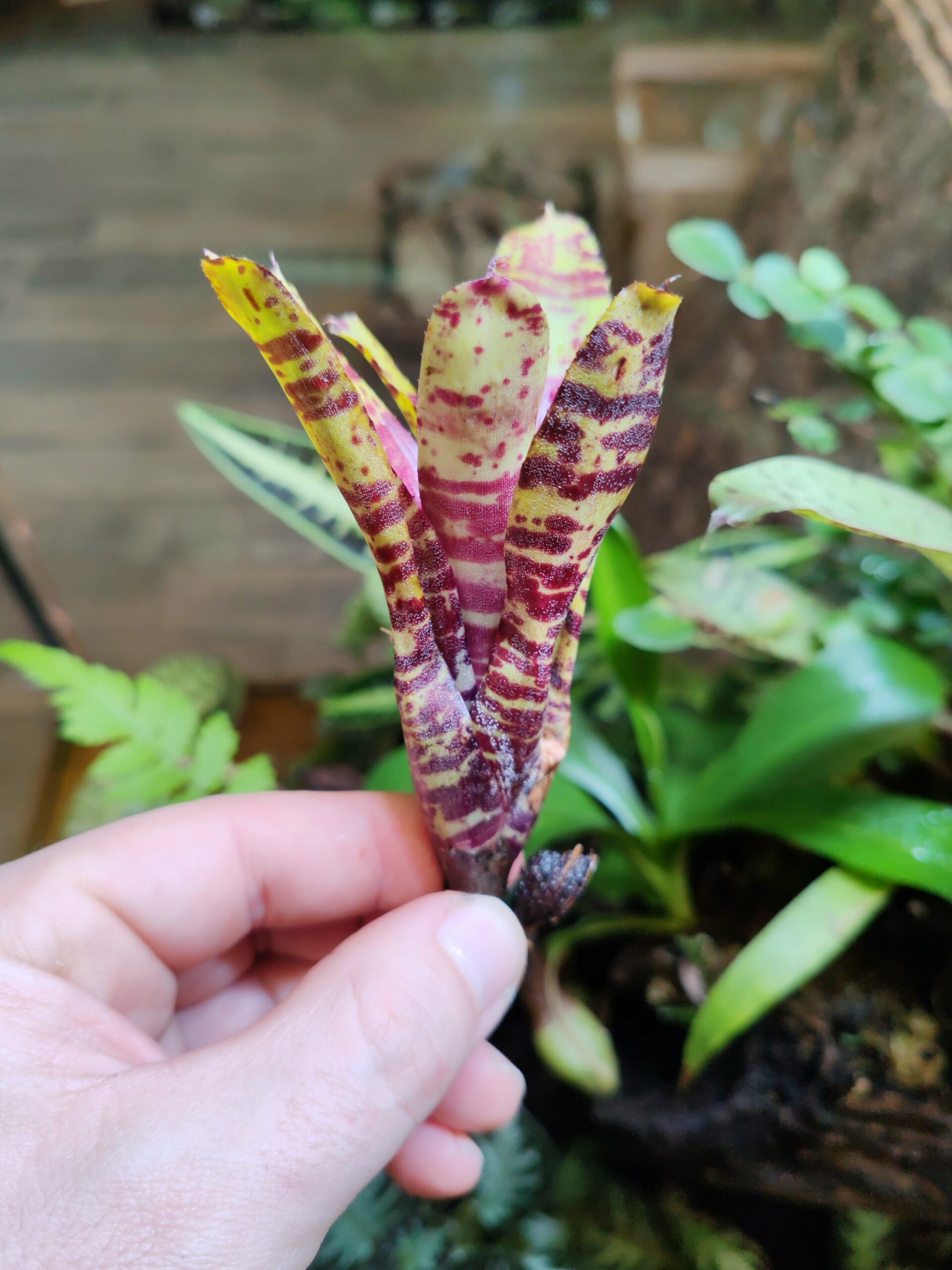 Neoregelia Mini Poki