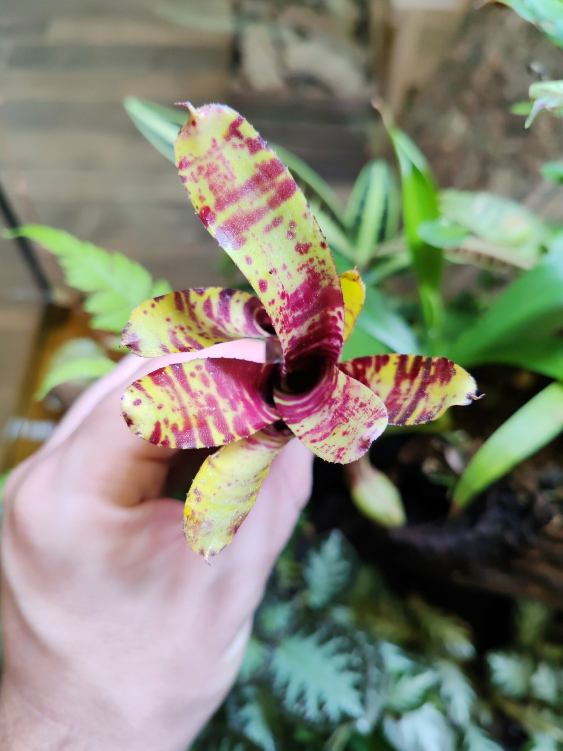 Neoregelia Mini Poki – Image 2