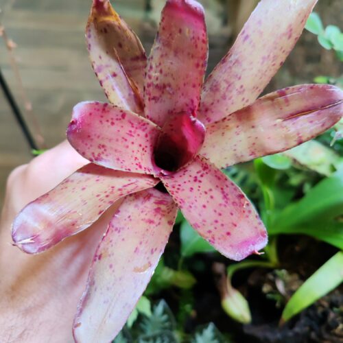 Neoregelia Dotted Blush