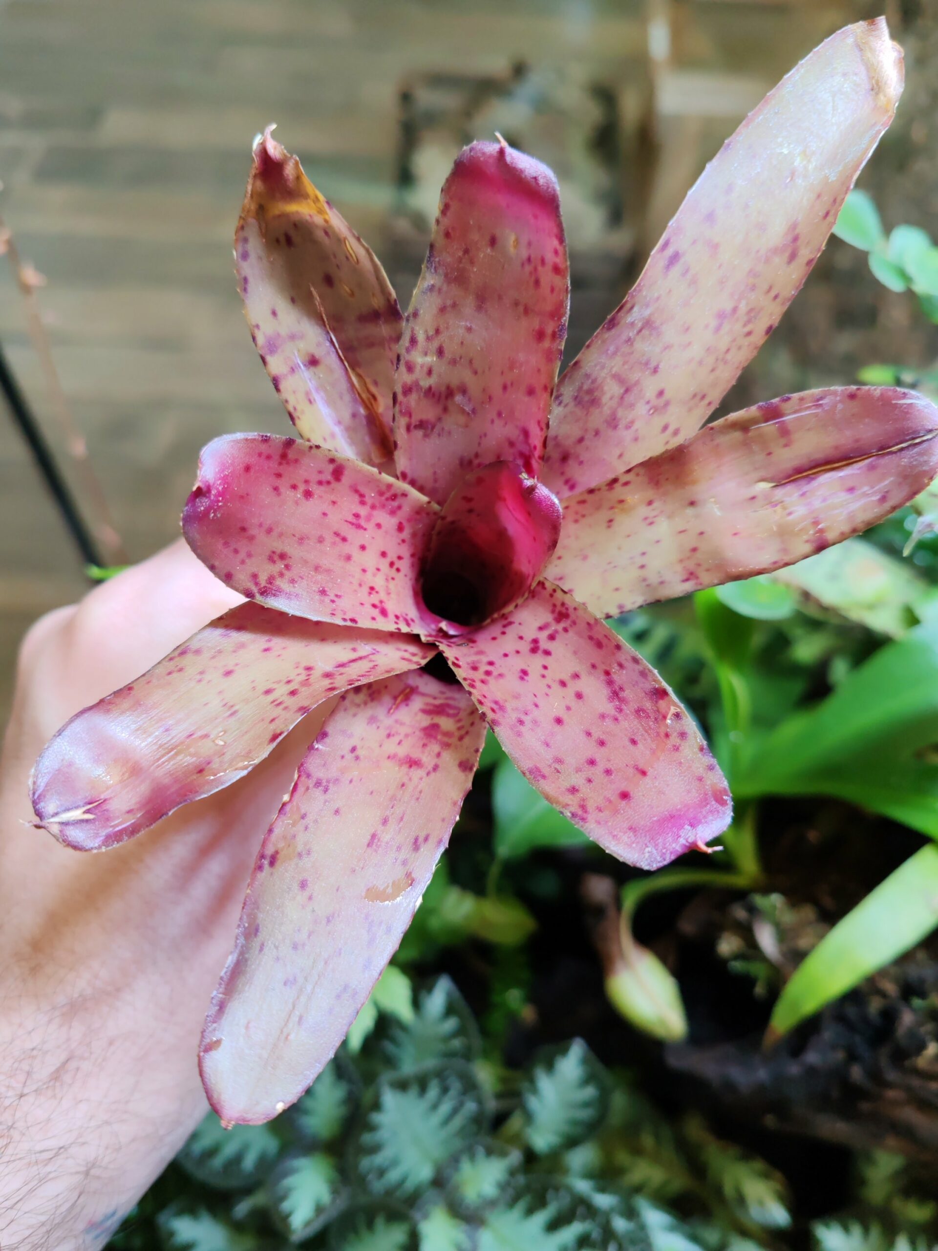 Neoregelia Dotted Blush