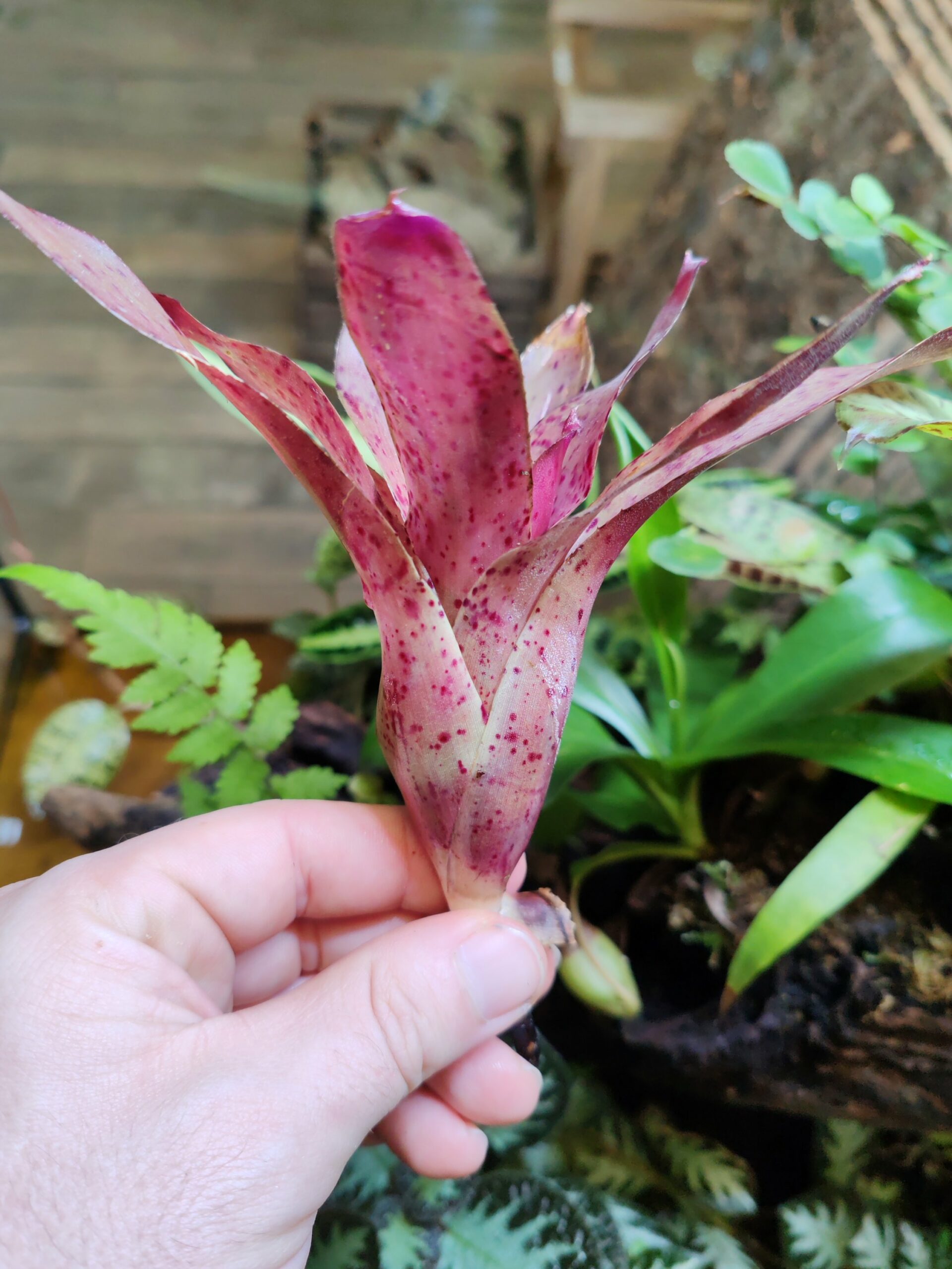 Neoregelia Dotted Blush – Image 2