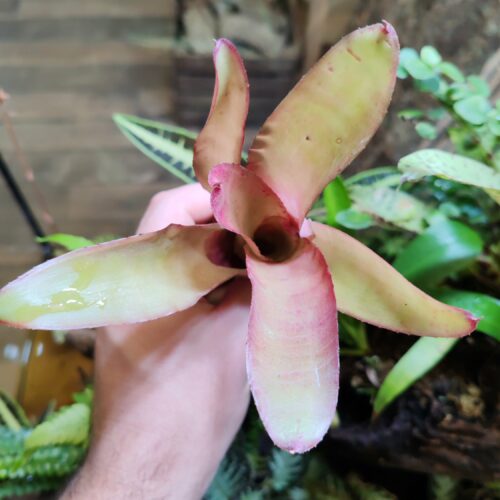 Neoregelia Smithii