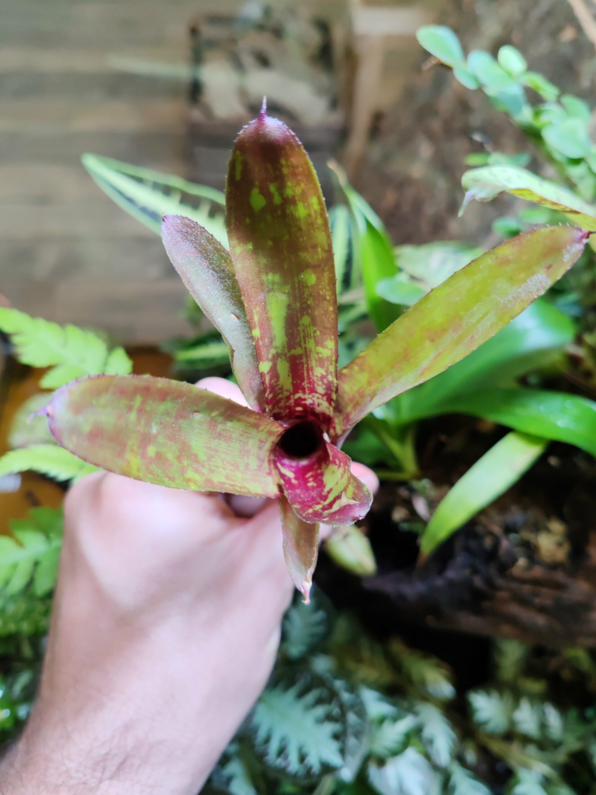 Neoregelia Lichi – Image 2