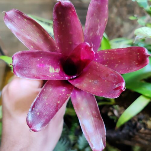 Neoregelia Iquitos