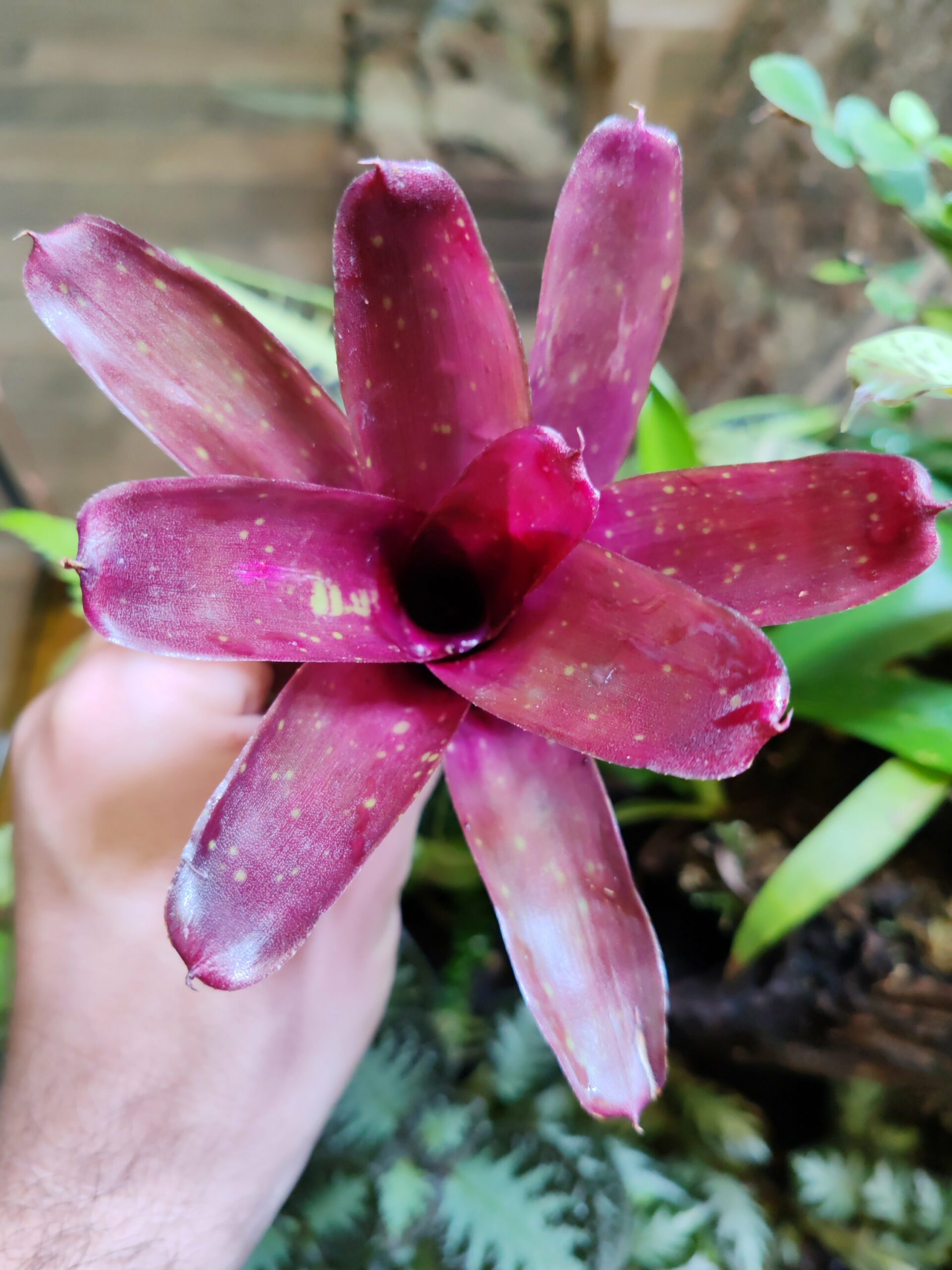 Neoregelia Iquitos
