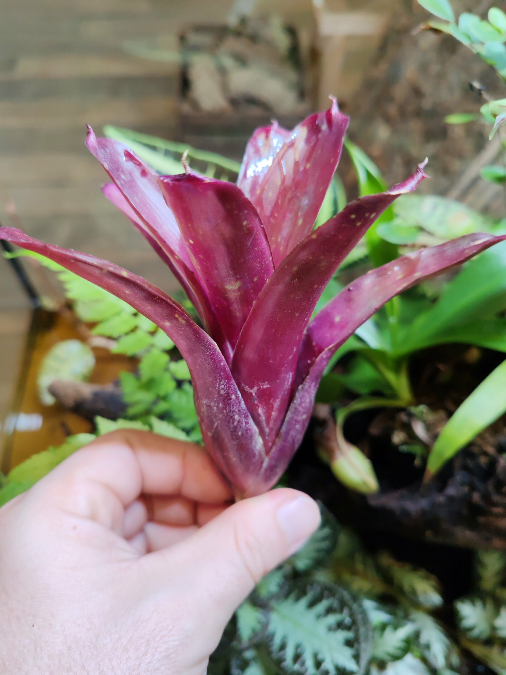 Neoregelia Iquitos – Image 2