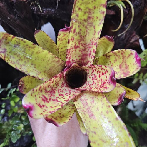 Neoregelia Inquiros