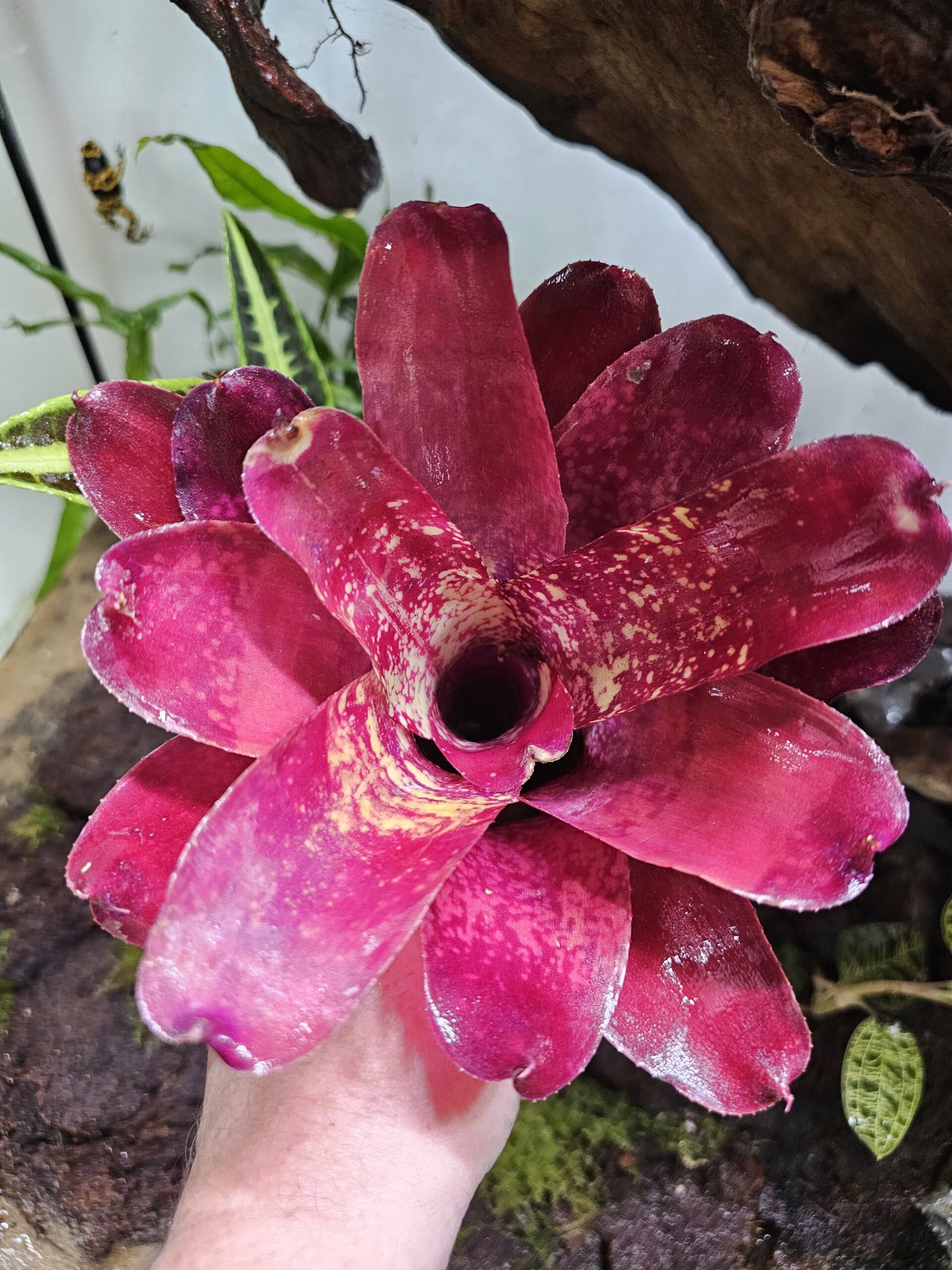 Neoregelia kaposky