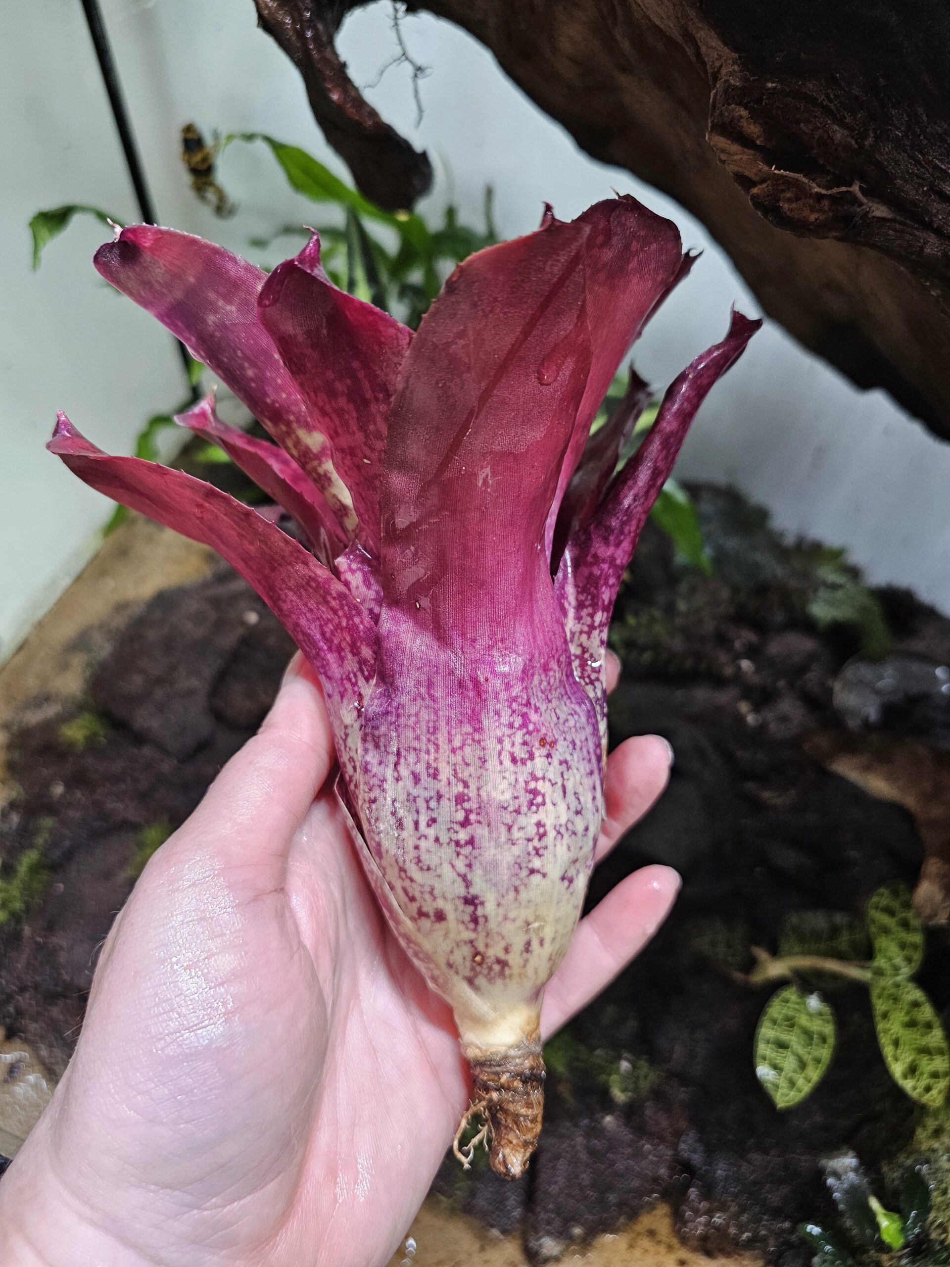 Neoregelia kaposky – Image 2