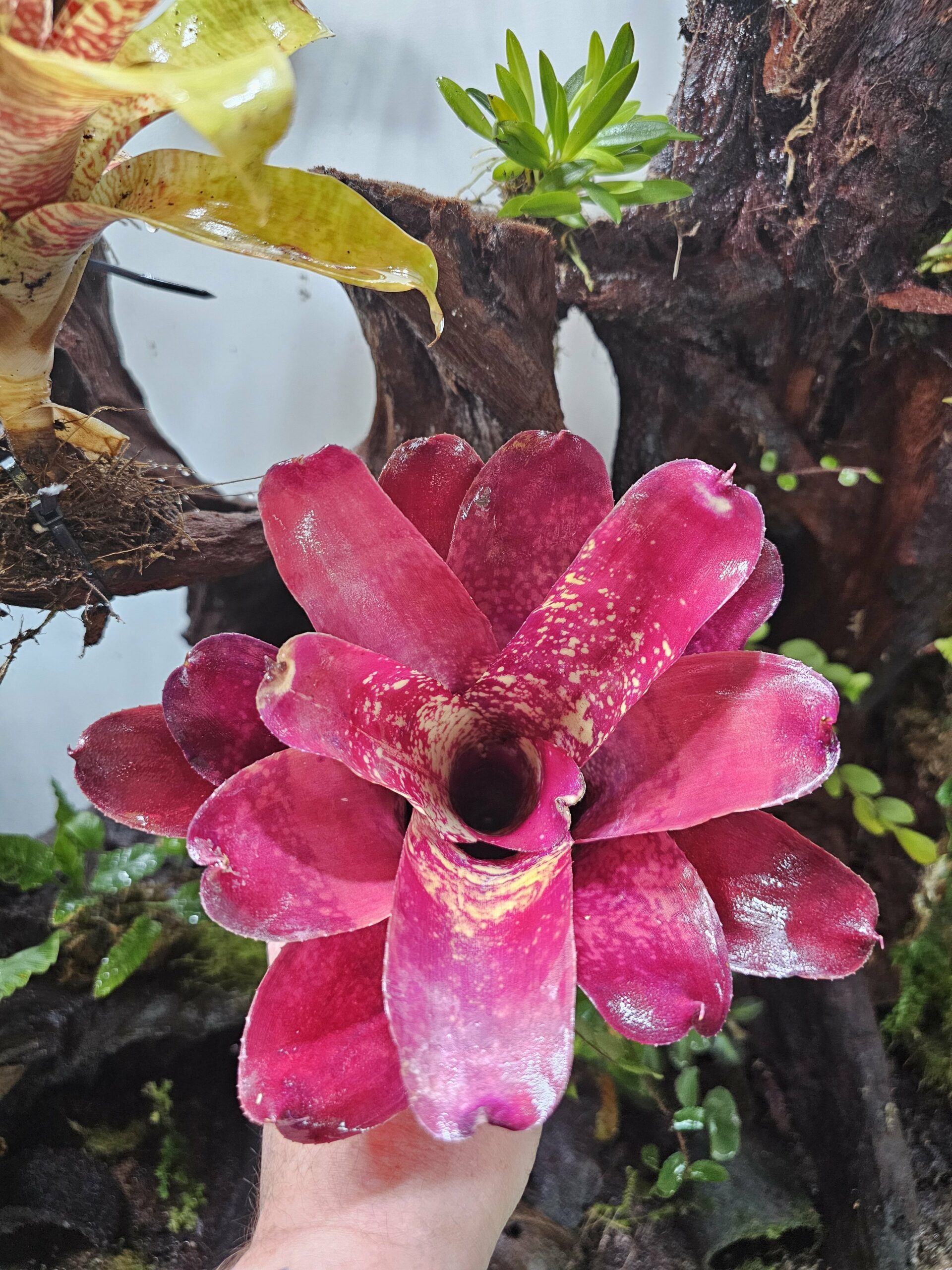 Neoregelia kaposky – Image 3