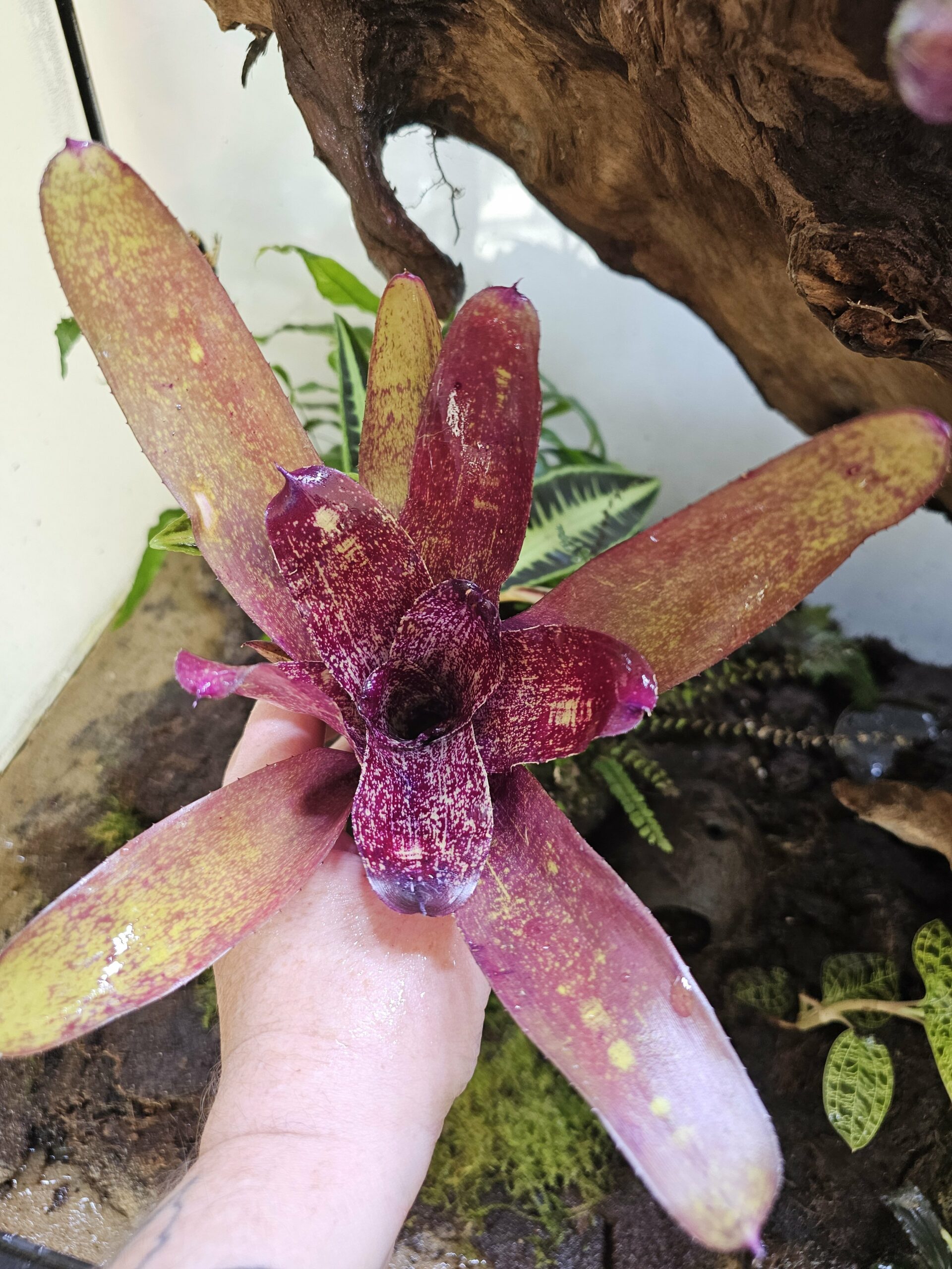 Neoregelia Jamie – Image 3