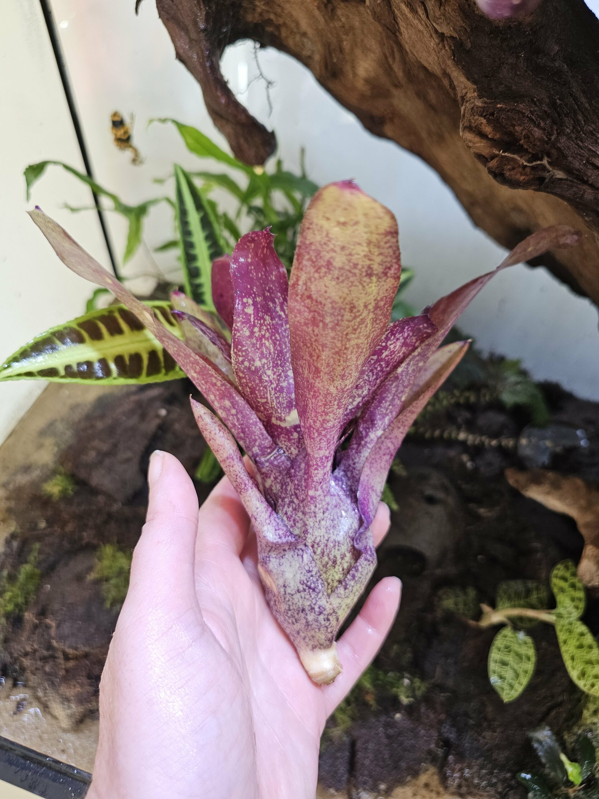 Neoregelia Jamie – Image 2