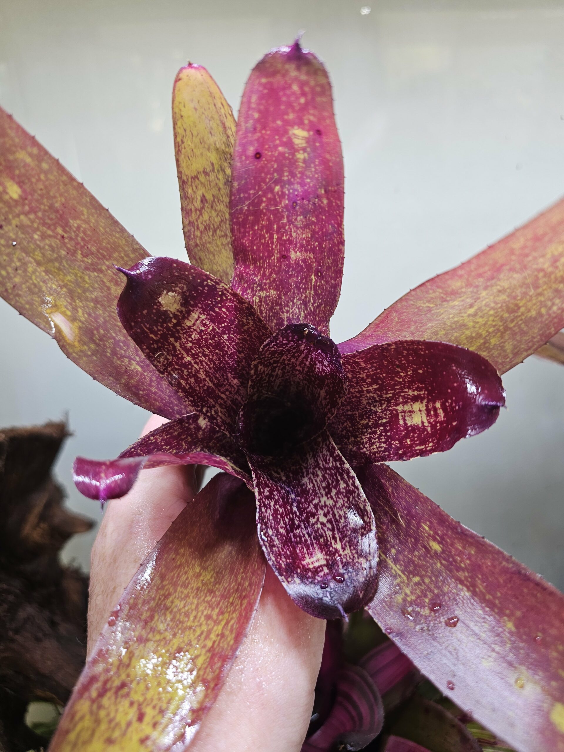Neoregelia Jamie – Image 4