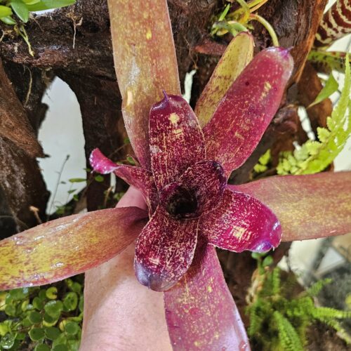 Neoregelia Jamie