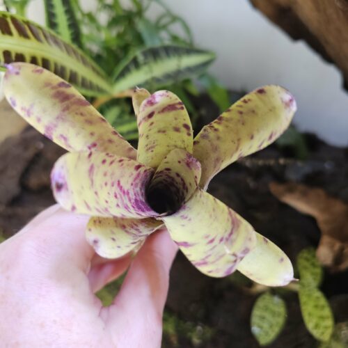 Neoregelia Smithii x lilliputeana