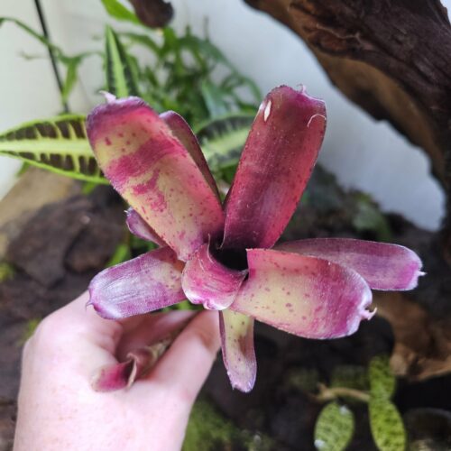 Neoregelia Fireball x blueberry tart