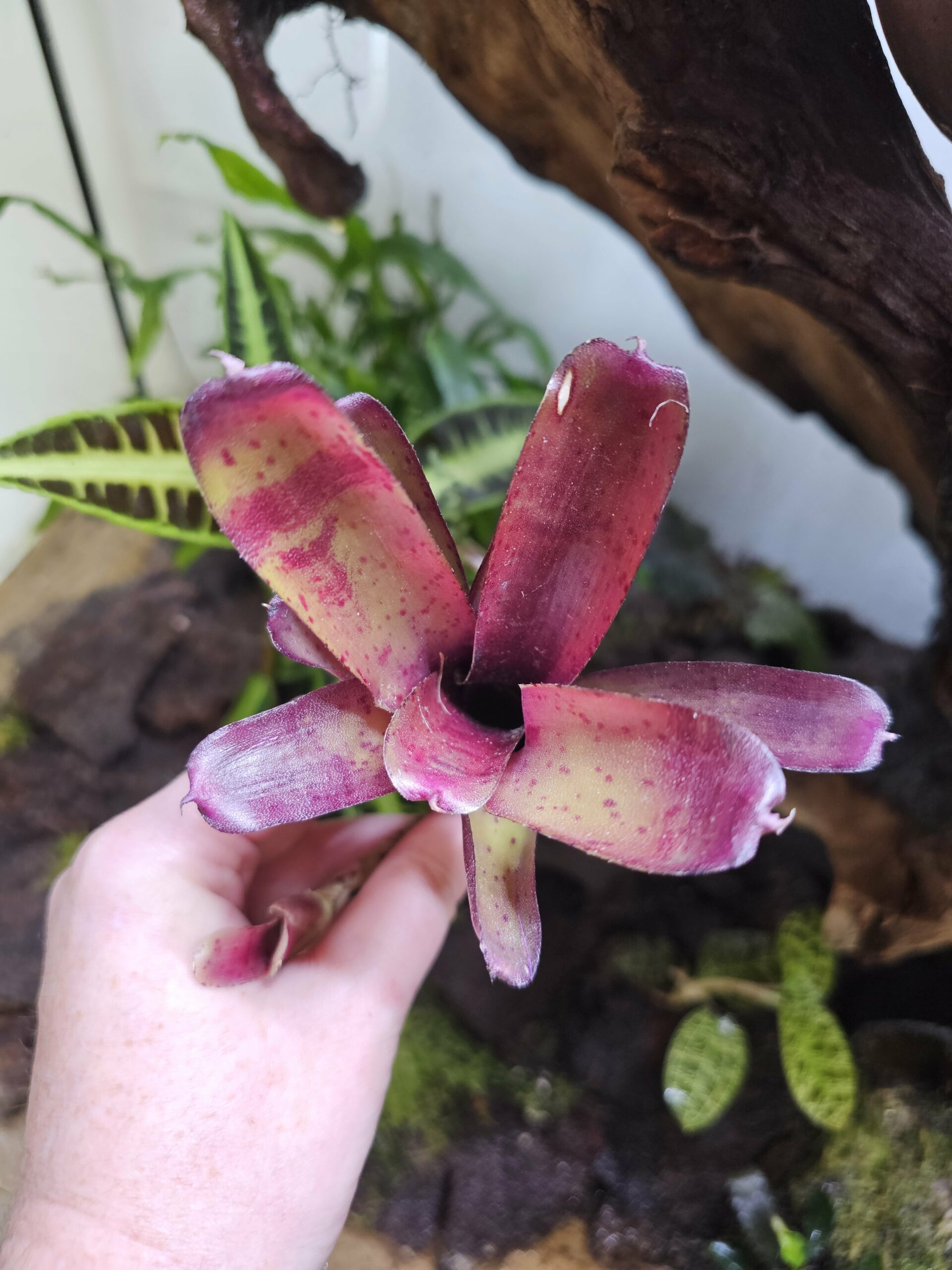 Neoregelia Fireball x blueberry tart