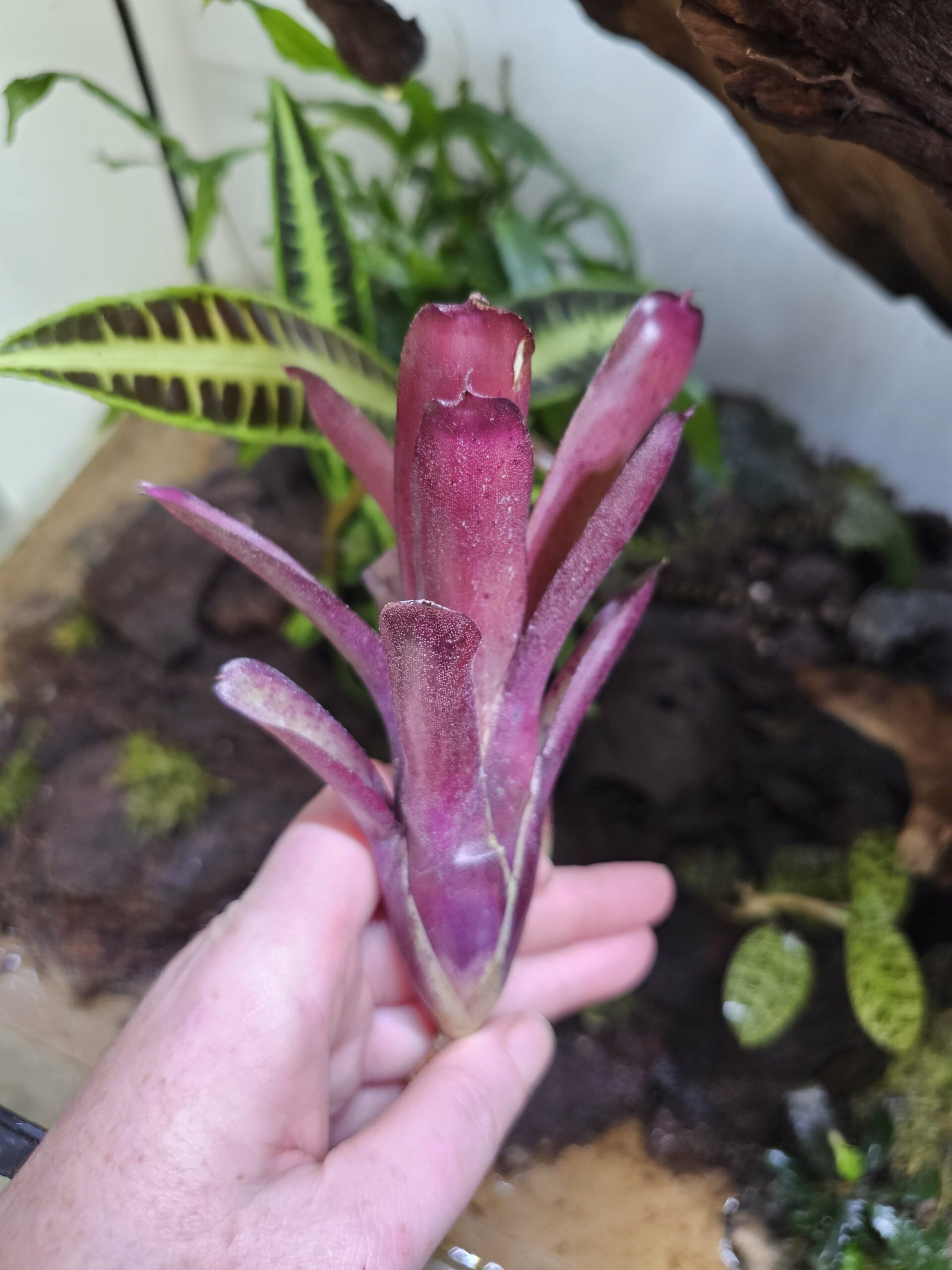 Neoregelia Fireball x blueberry tart – Image 2