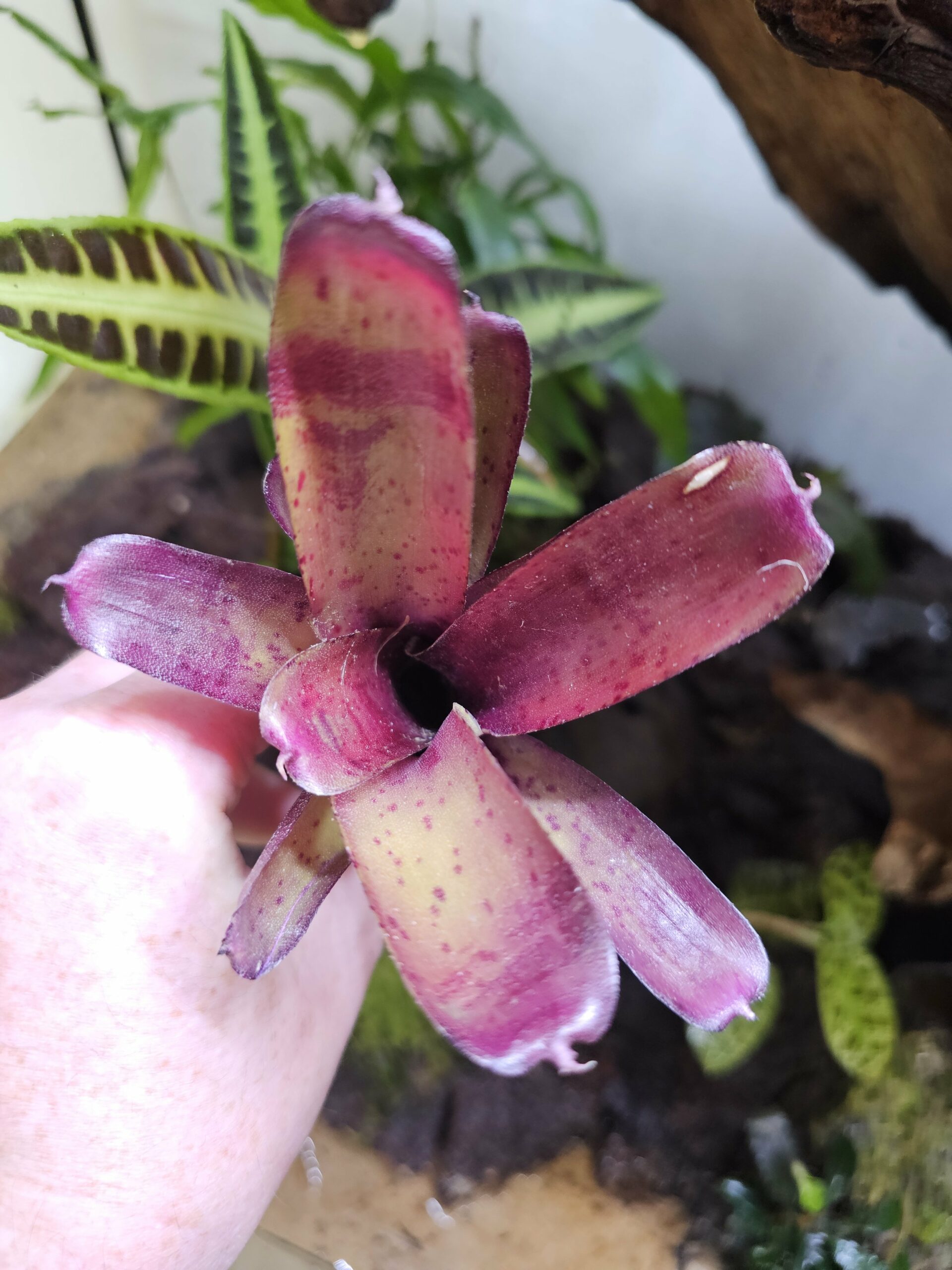 Neoregelia Fireball x blueberry tart – Image 3