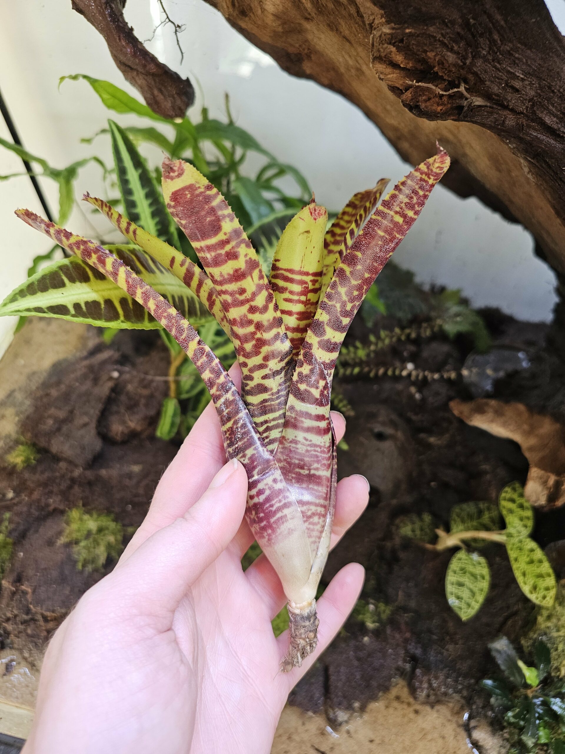 Neoregelia Ting-a-ling