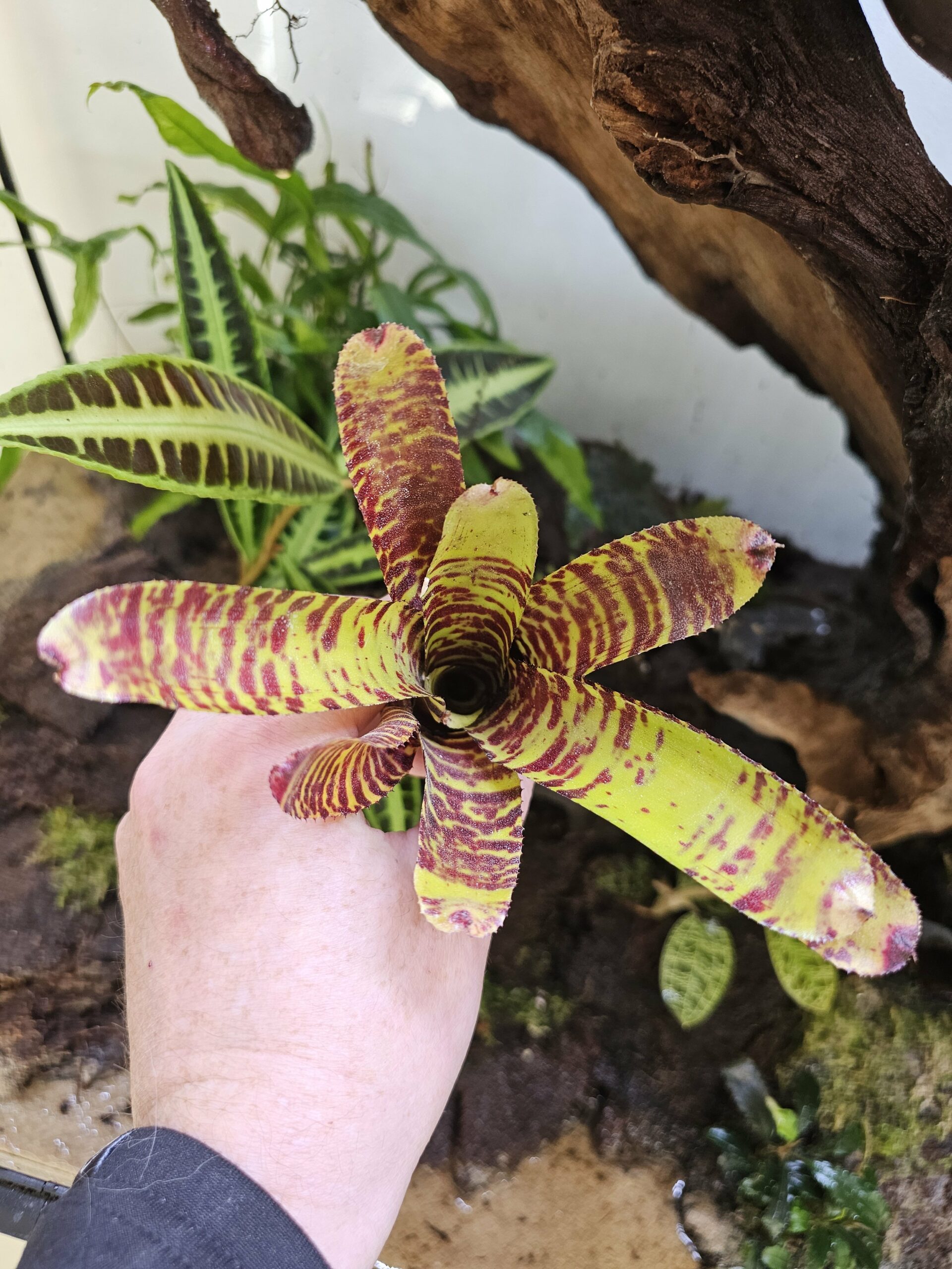 Neoregelia Ting-a-ling – Image 2