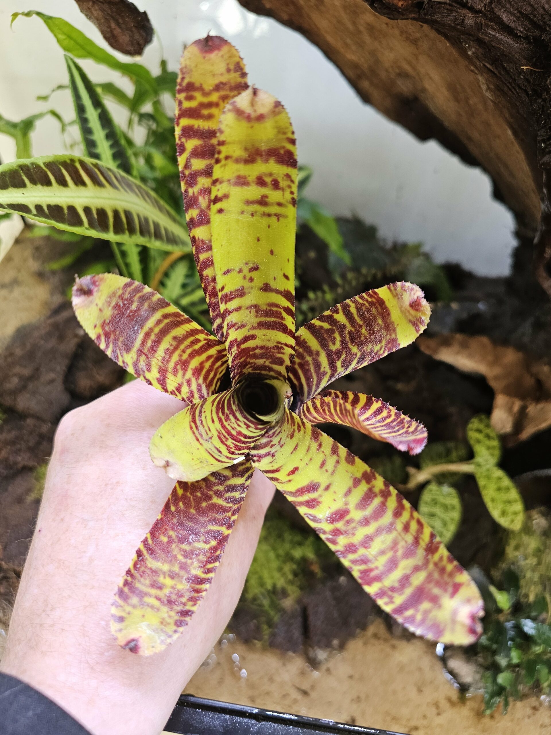 Neoregelia Ting-a-ling – Image 3