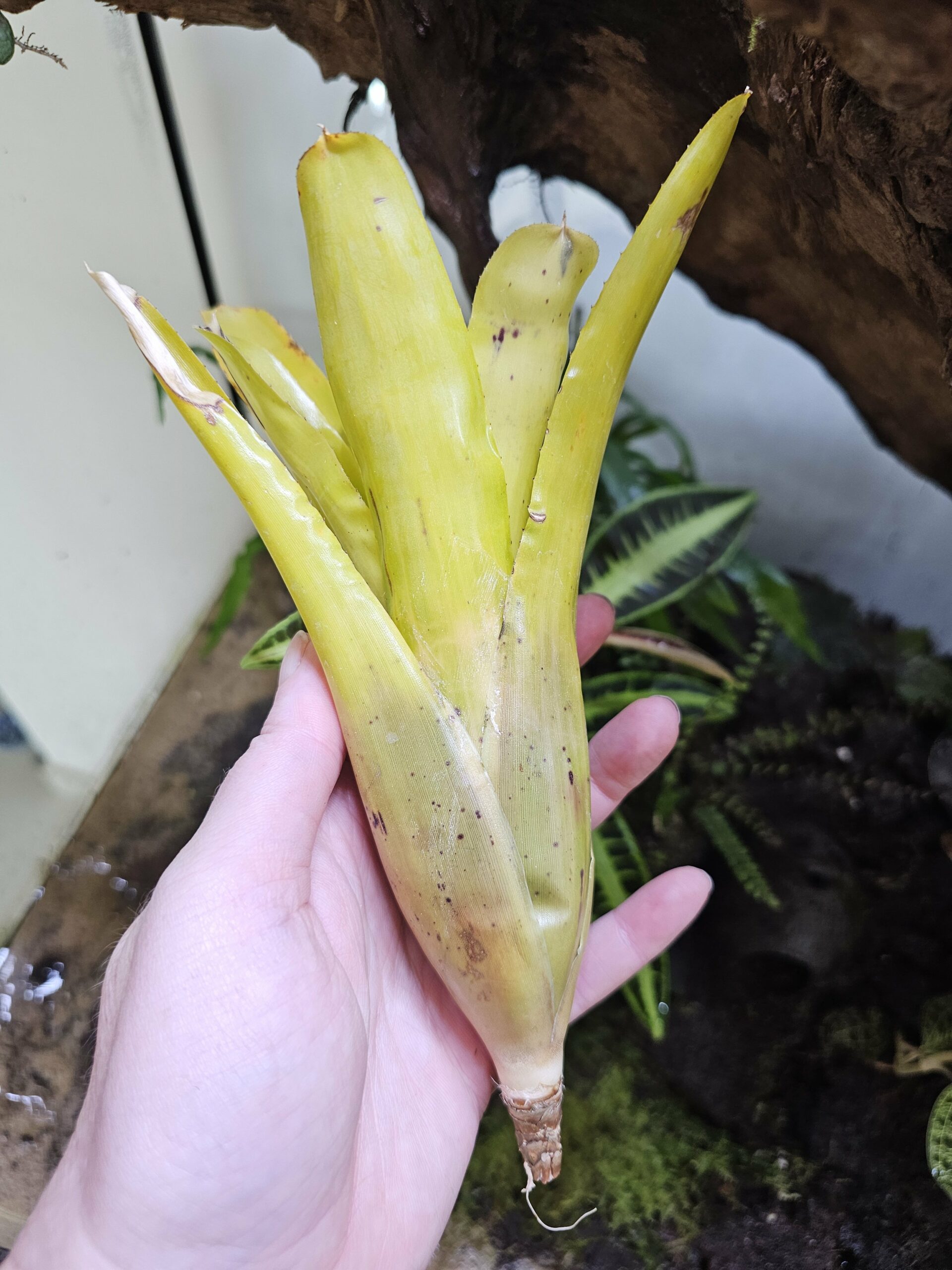 Neoregelia Yellow xing – Image 2