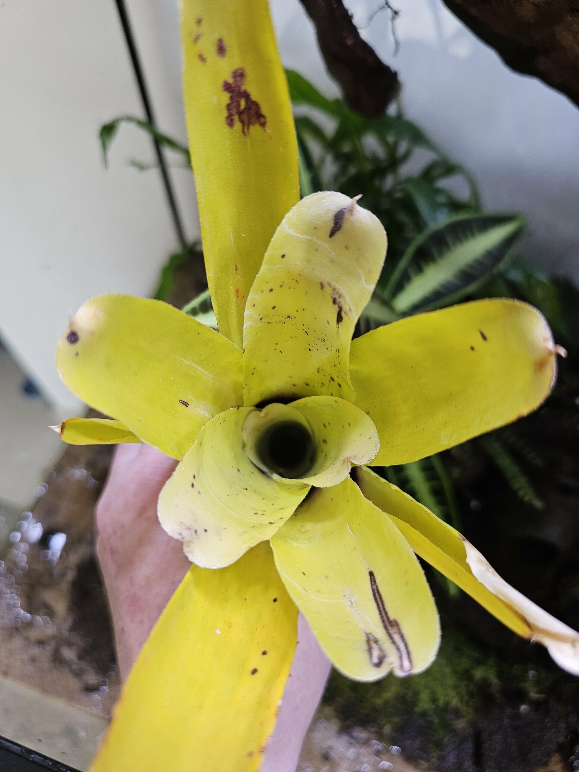 Neoregelia Yellow xing – Image 3