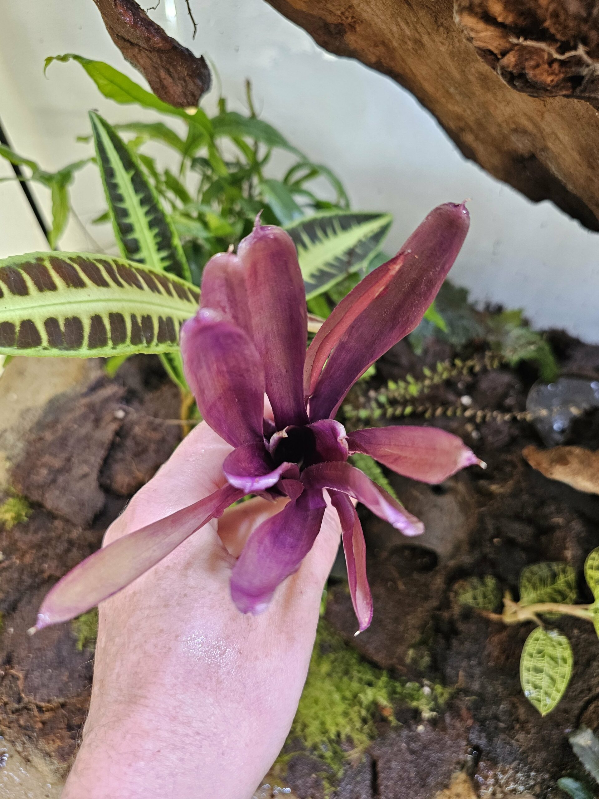Neoregelia Lova x granada – Image 2
