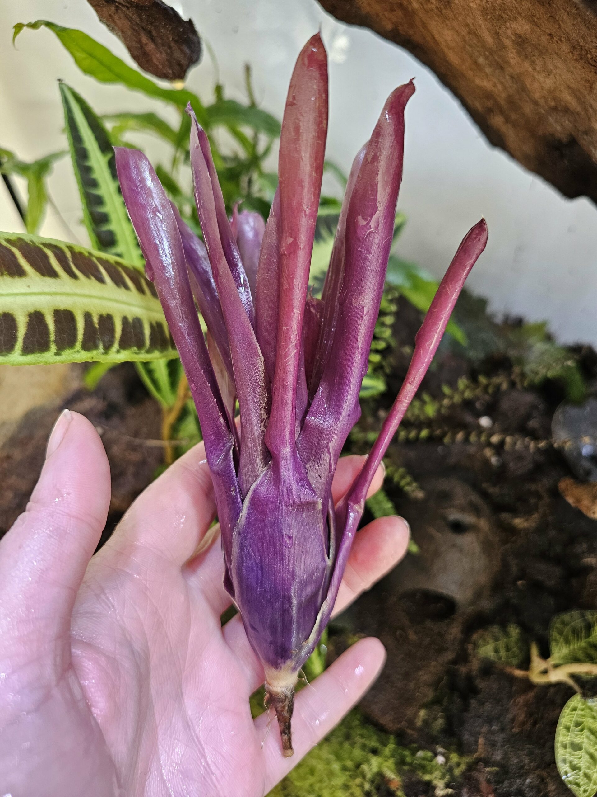Neoregelia Lova x granada – Image 3