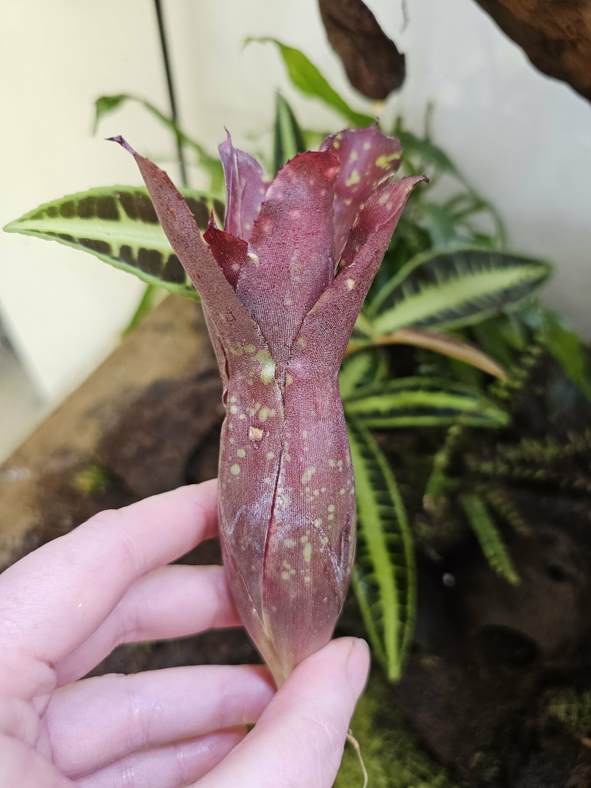 Neoregelia Midget – Image 3