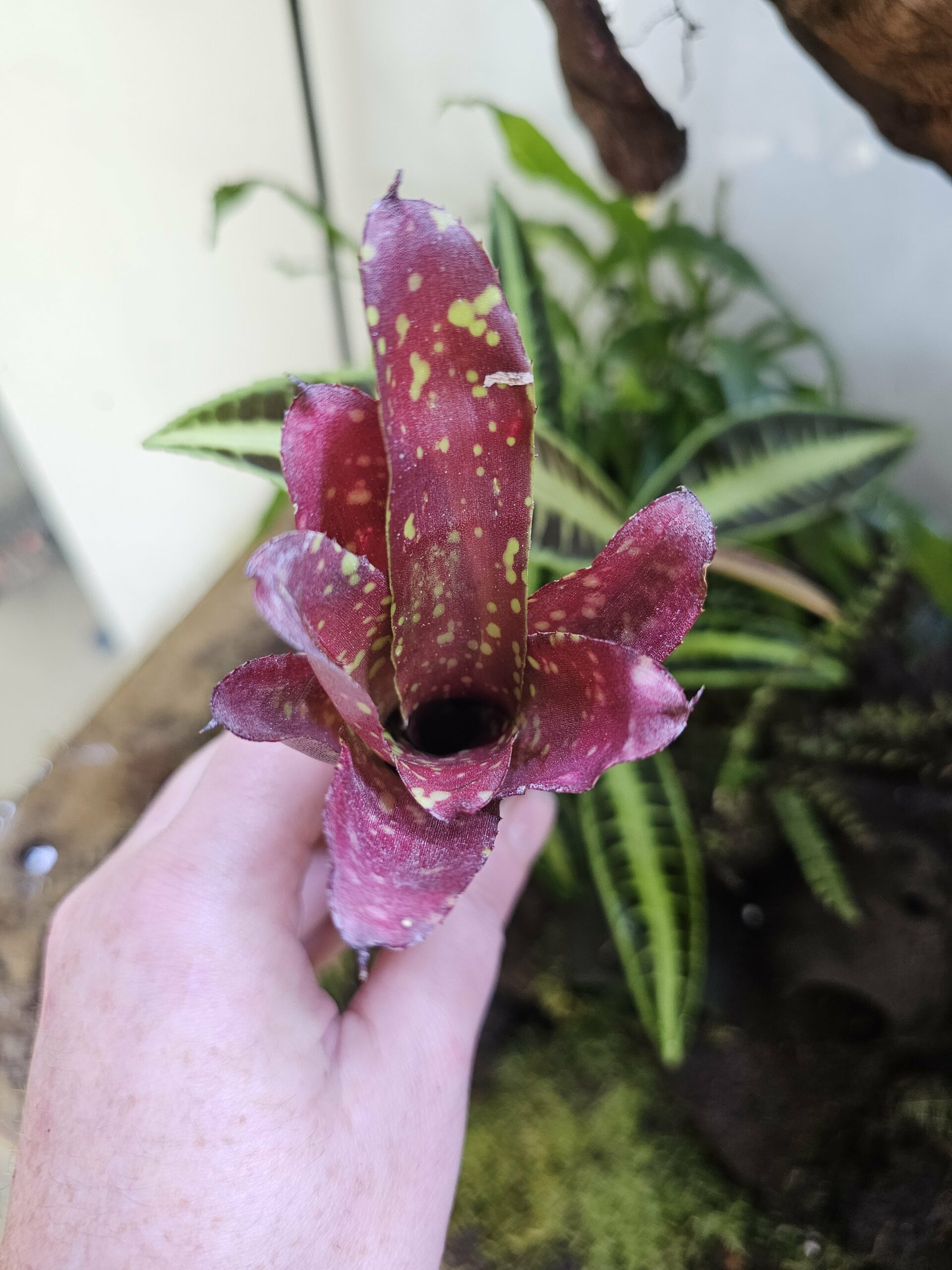 Neoregelia Midget – Image 4