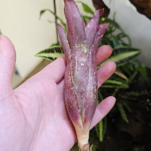 Neoregelia Midget