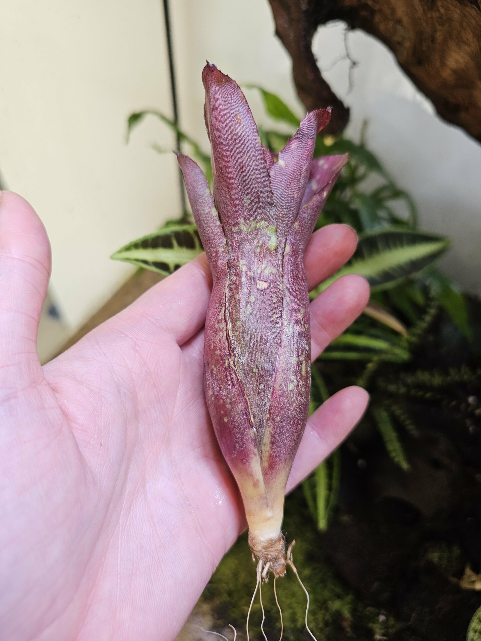 Neoregelia Midget