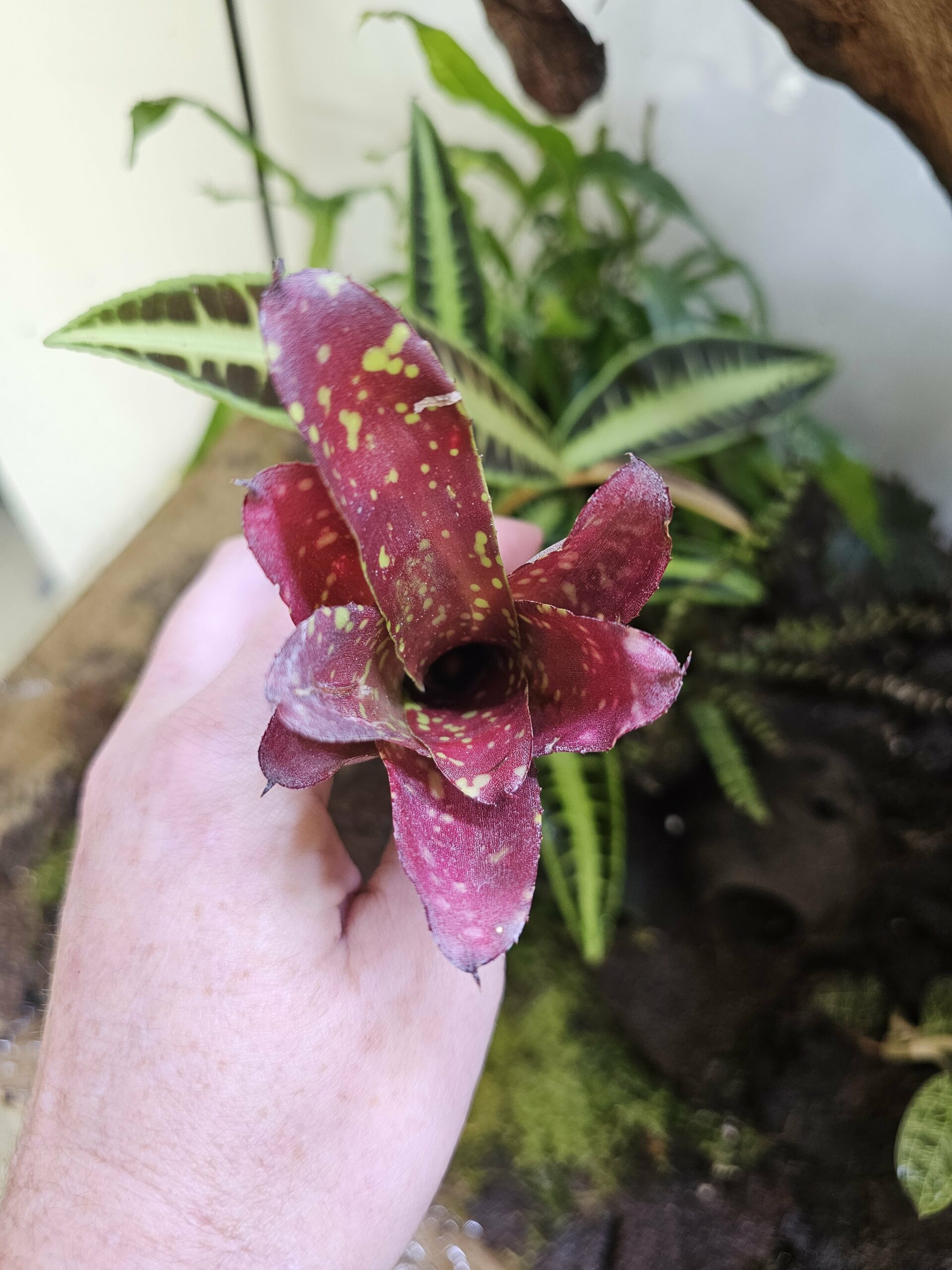 Neoregelia Midget – Image 2