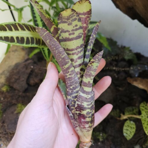 Neoregelia Lecter x clarise