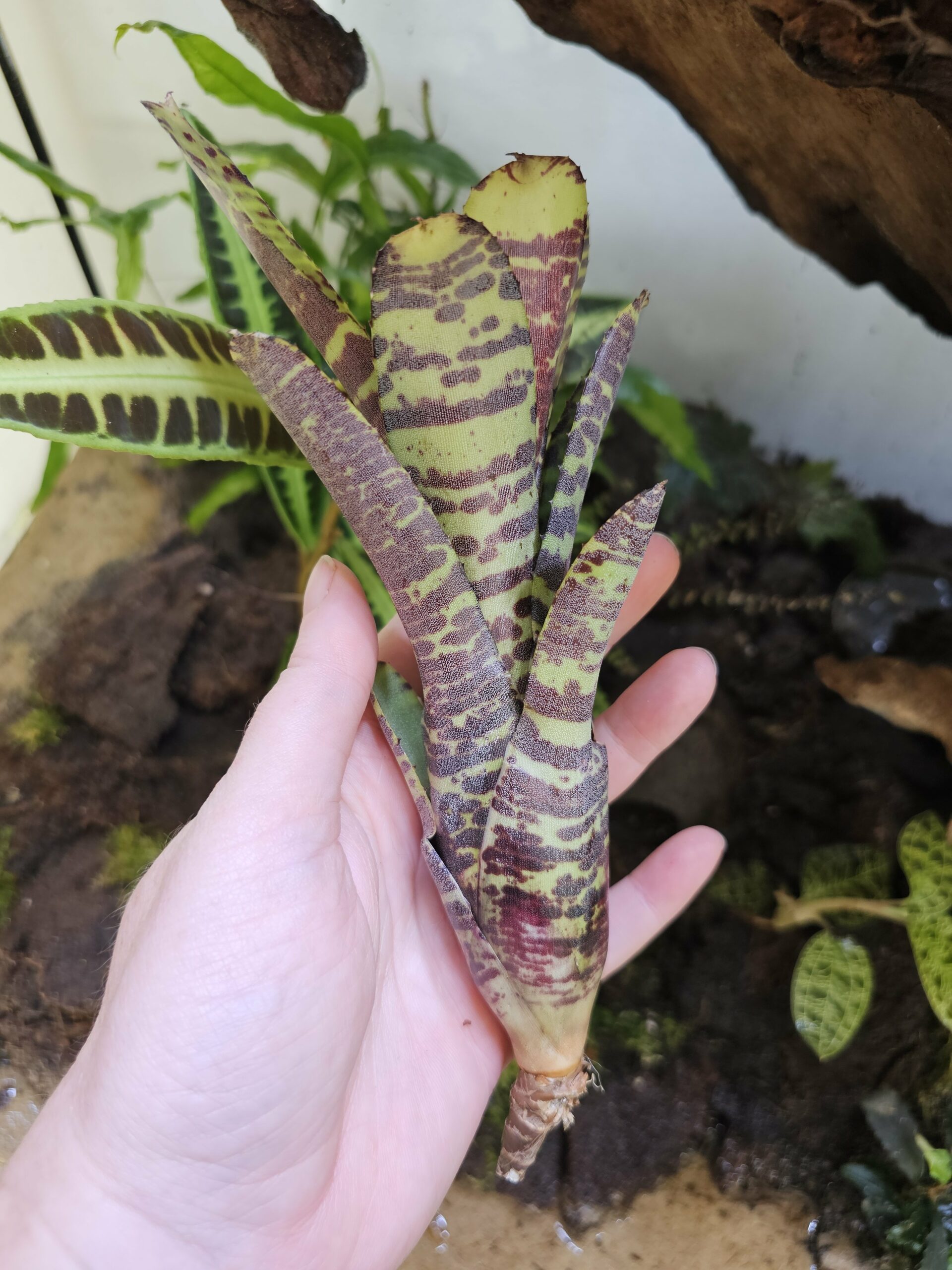 Neoregelia Lecter x clarise