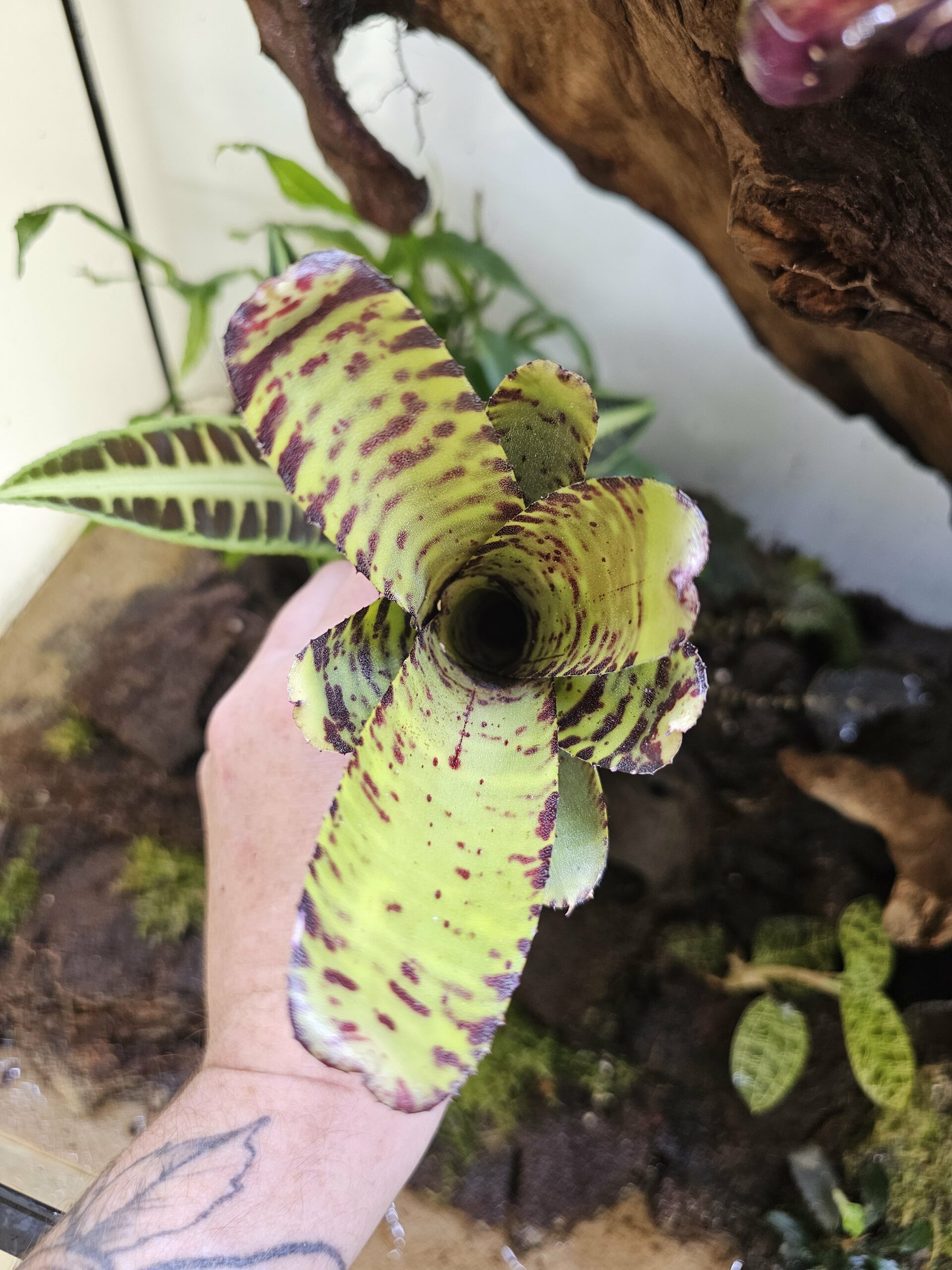 Neoregelia Lecter x clarise – Image 2