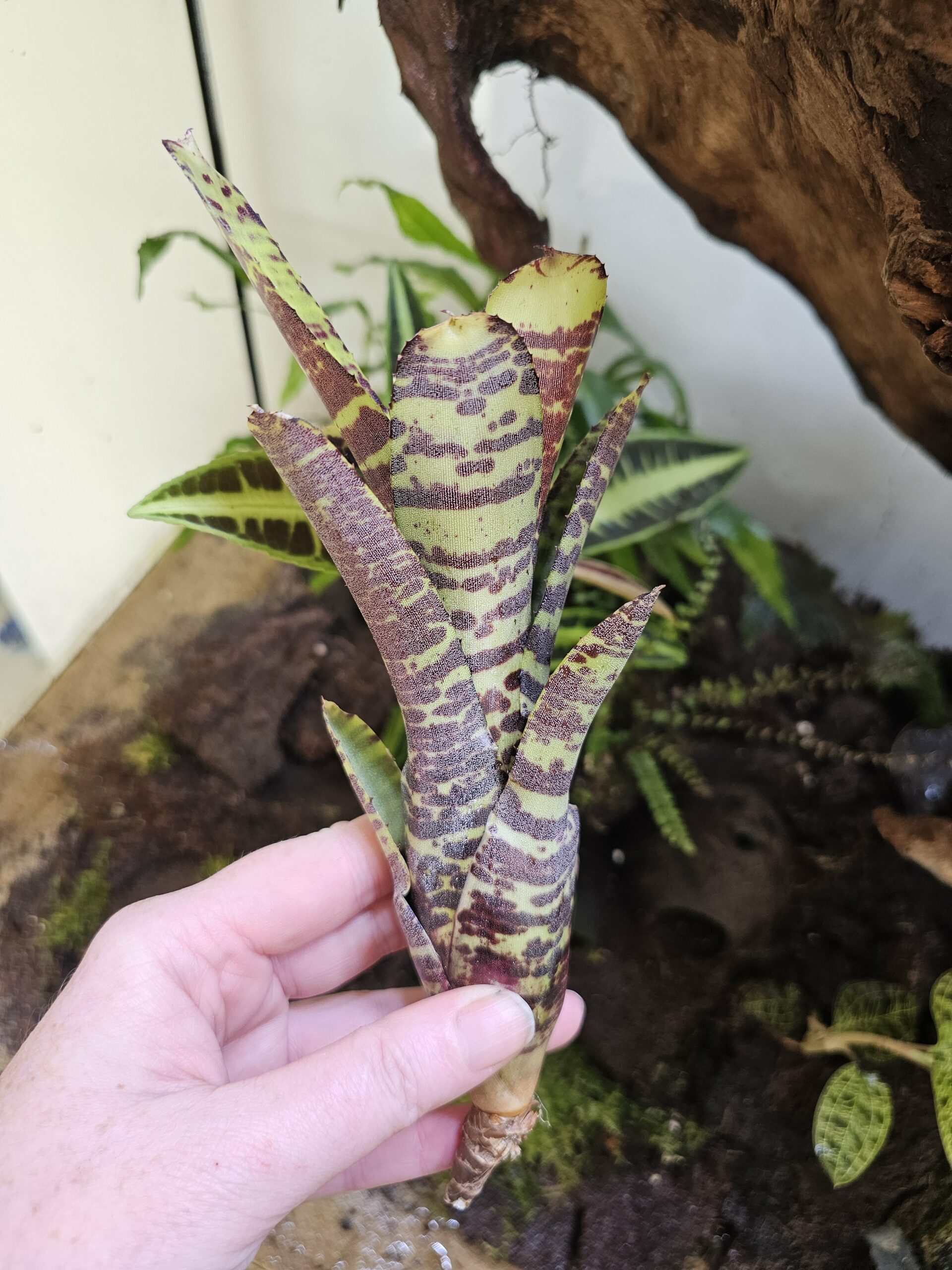 Neoregelia Lecter x clarise – Image 3