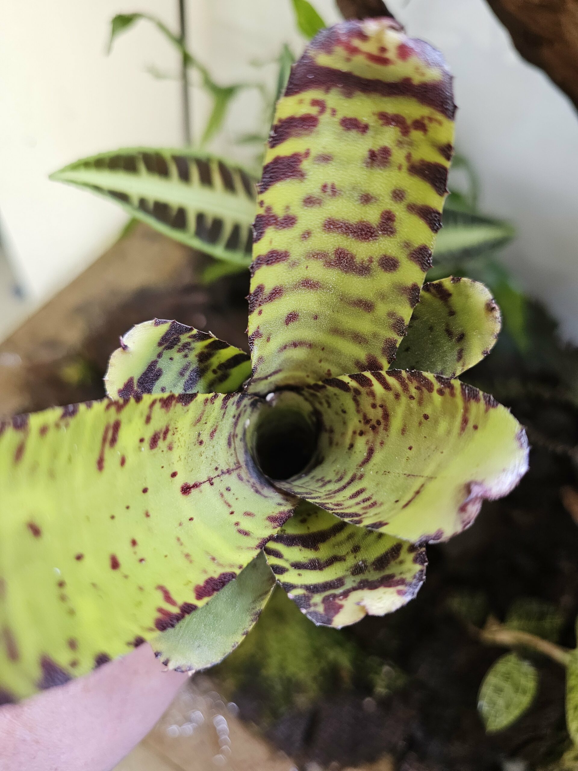 Neoregelia Lecter x clarise – Image 4