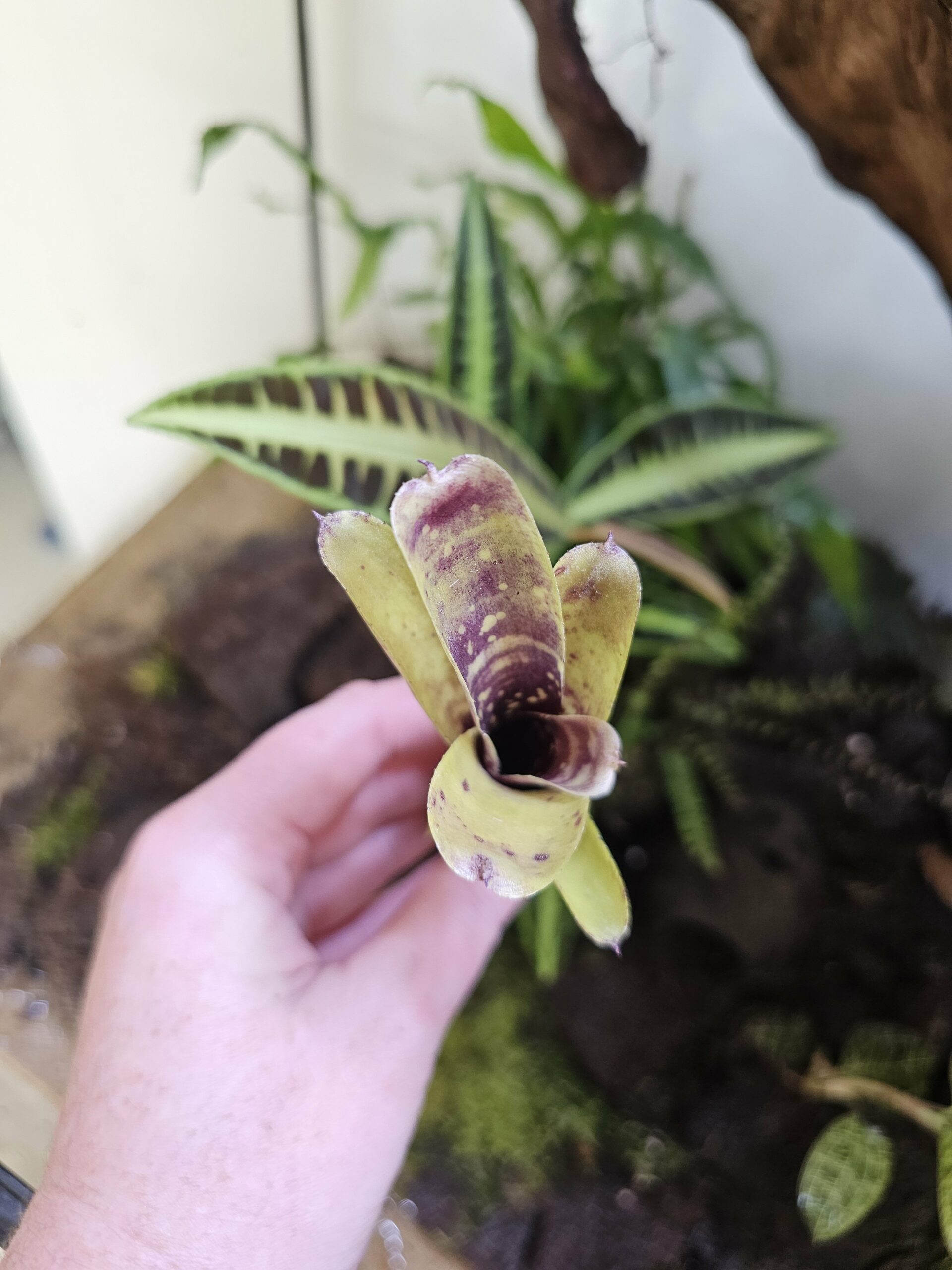 Neoregelia Doms – Image 2