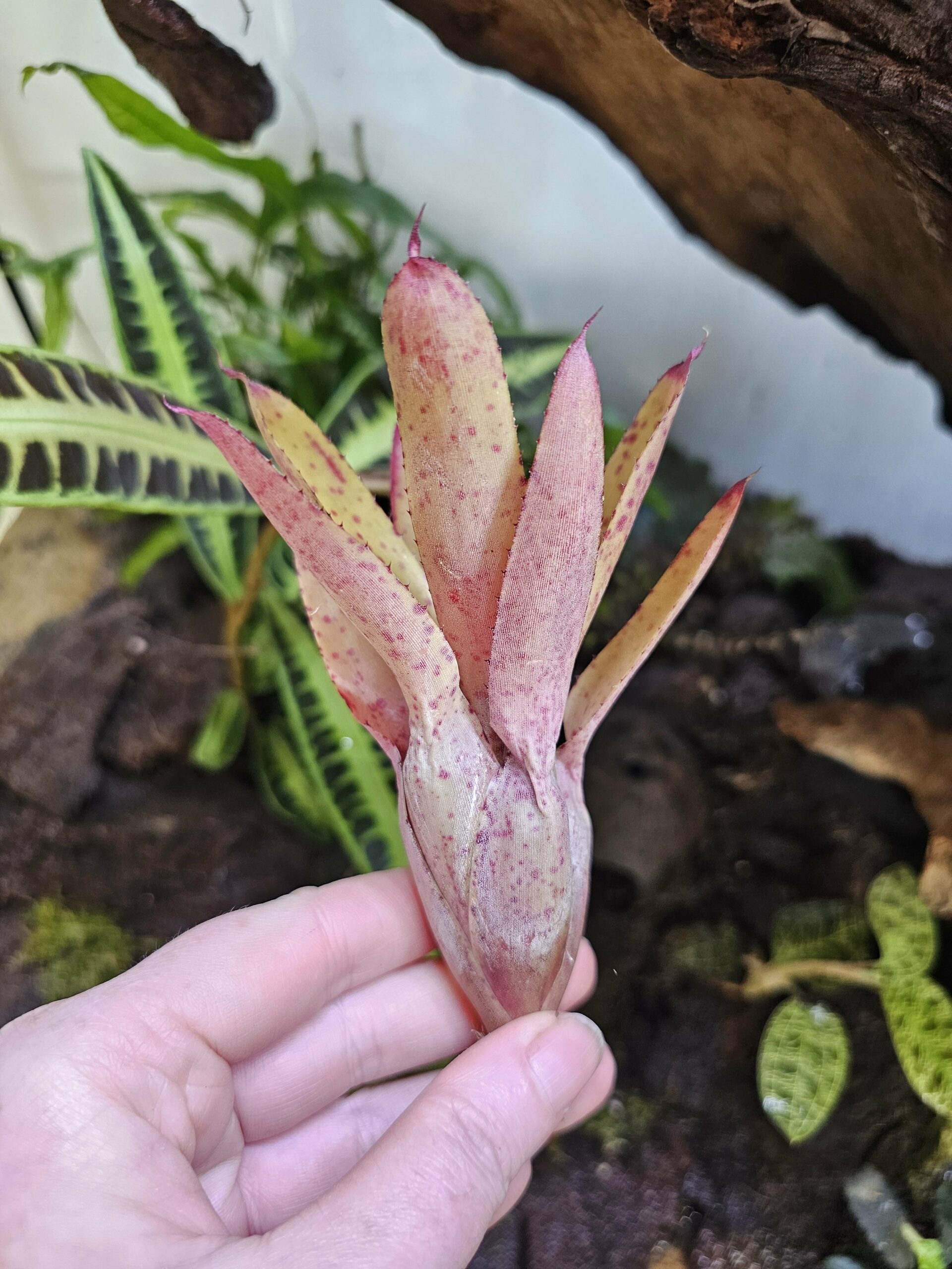 Neoregelia Cyanea x sunset – Image 2