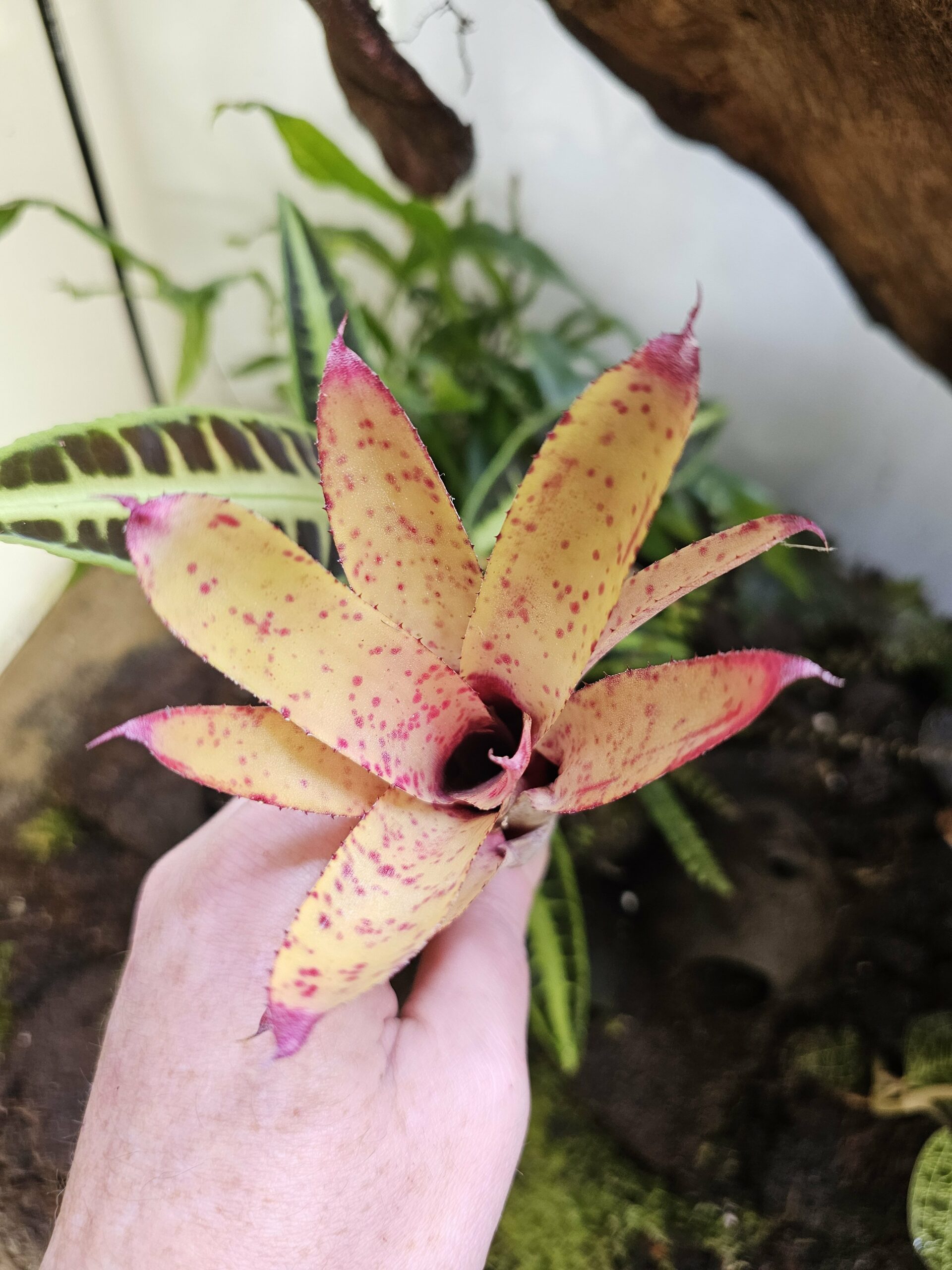 Neoregelia Cyanea x sunset