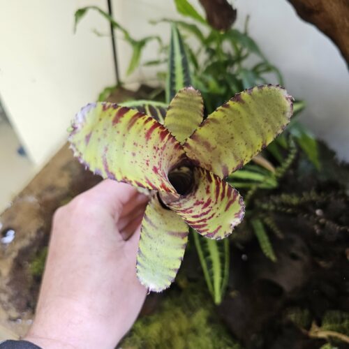 Neoregelia Tiger green