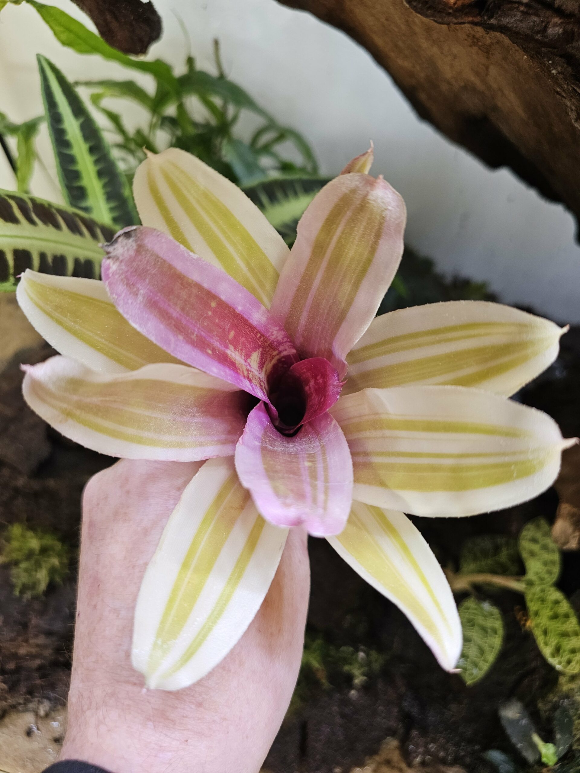 Neoregelia Swanky