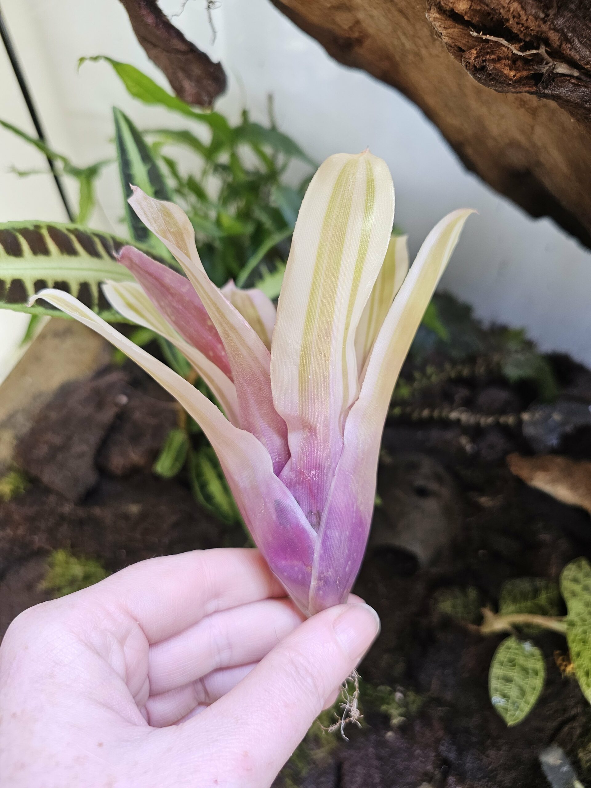 Neoregelia Swanky – Image 2