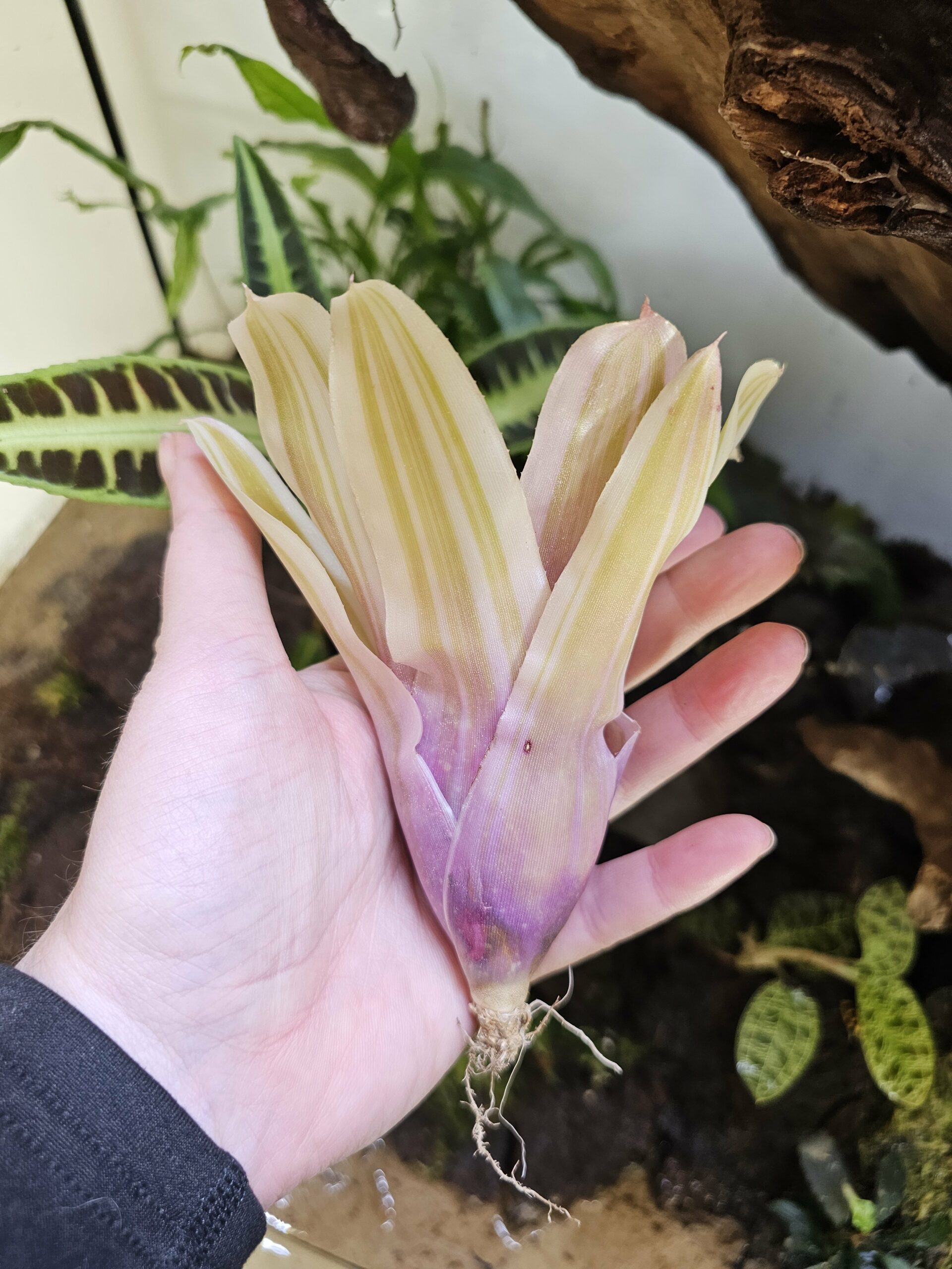 Neoregelia Swanky – Image 3