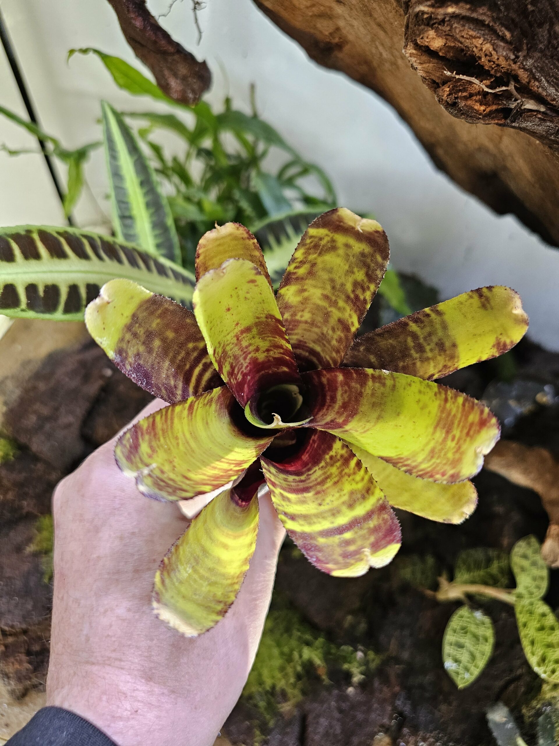 Neoregelia Screaming story